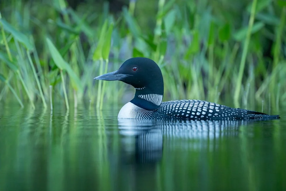 Loon Reflection | 12x18 | photography 