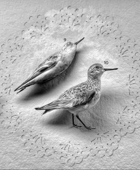 Museum of Natural History No. 68 |  8x10 | archival pigment on cotton vellum. Silver leaf on reverse, framed | 350