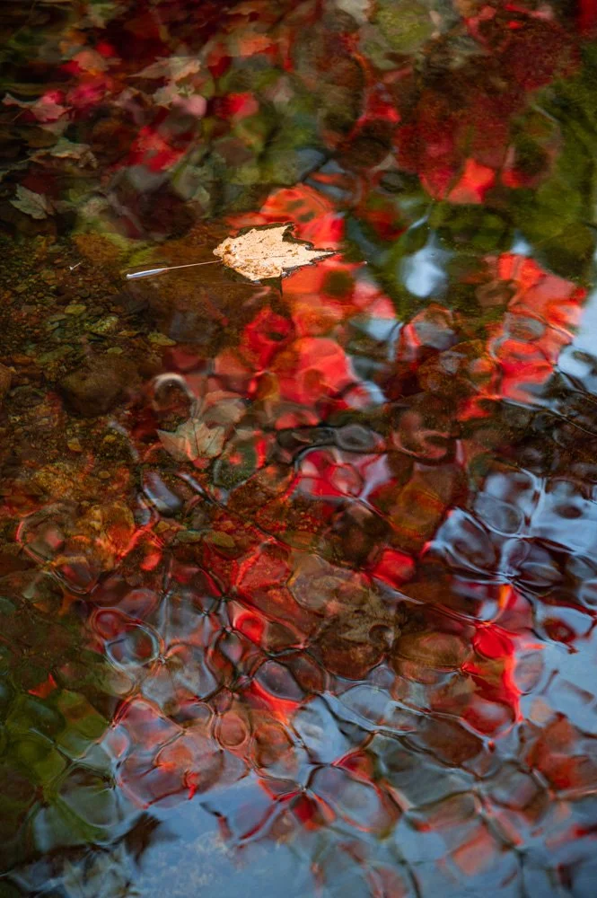 Natures Stained Glass | 12x18 | photography 