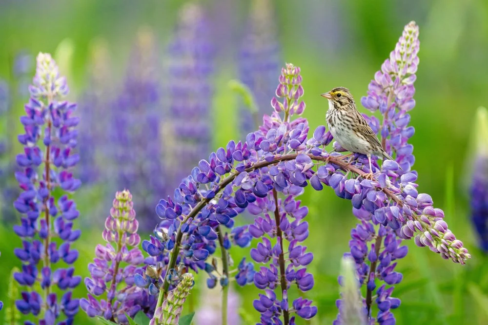 Sparrow in the Lupines | 12x18 | photography 