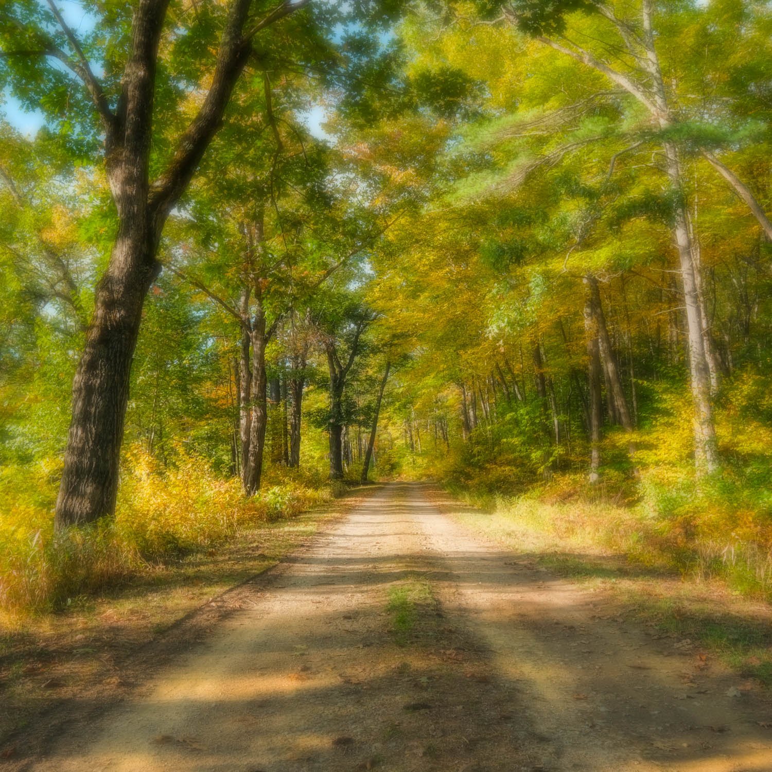 Day Dream | 16x16 | interpretive landscape | 250