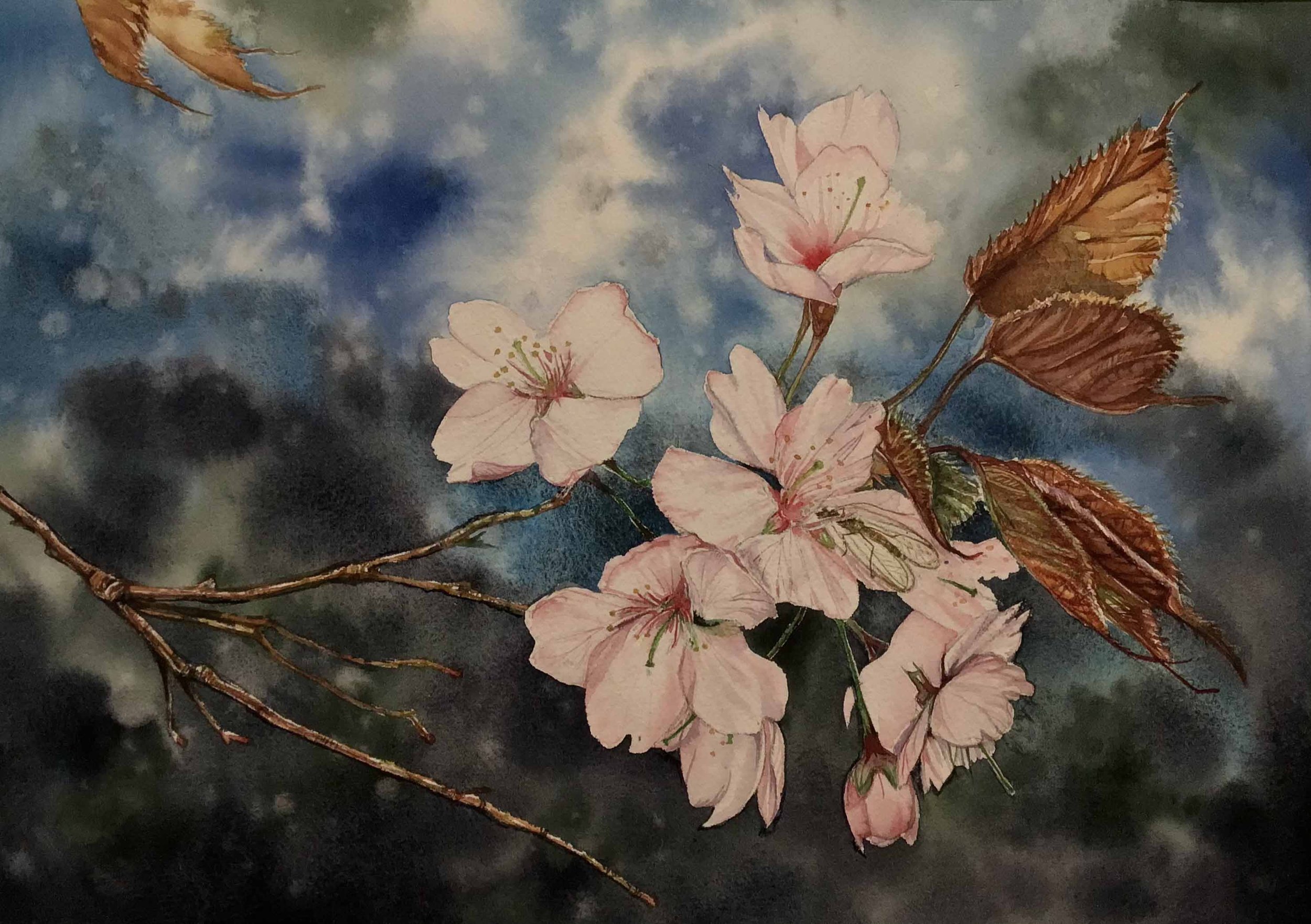 Cherry Blossoms | 9 x 13	| watercolor | 450