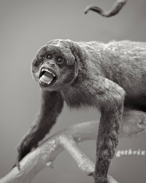 Museum of Natural History No. 37 | 8x10 | archival pigment on cotton vellum. Silver leaf on reverse, framed | 350