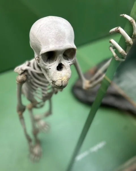 Museum of Natural History No. 59 | 8x10 | archival pigment on cotton vellum. Silver leaf on reverse, framed | 350