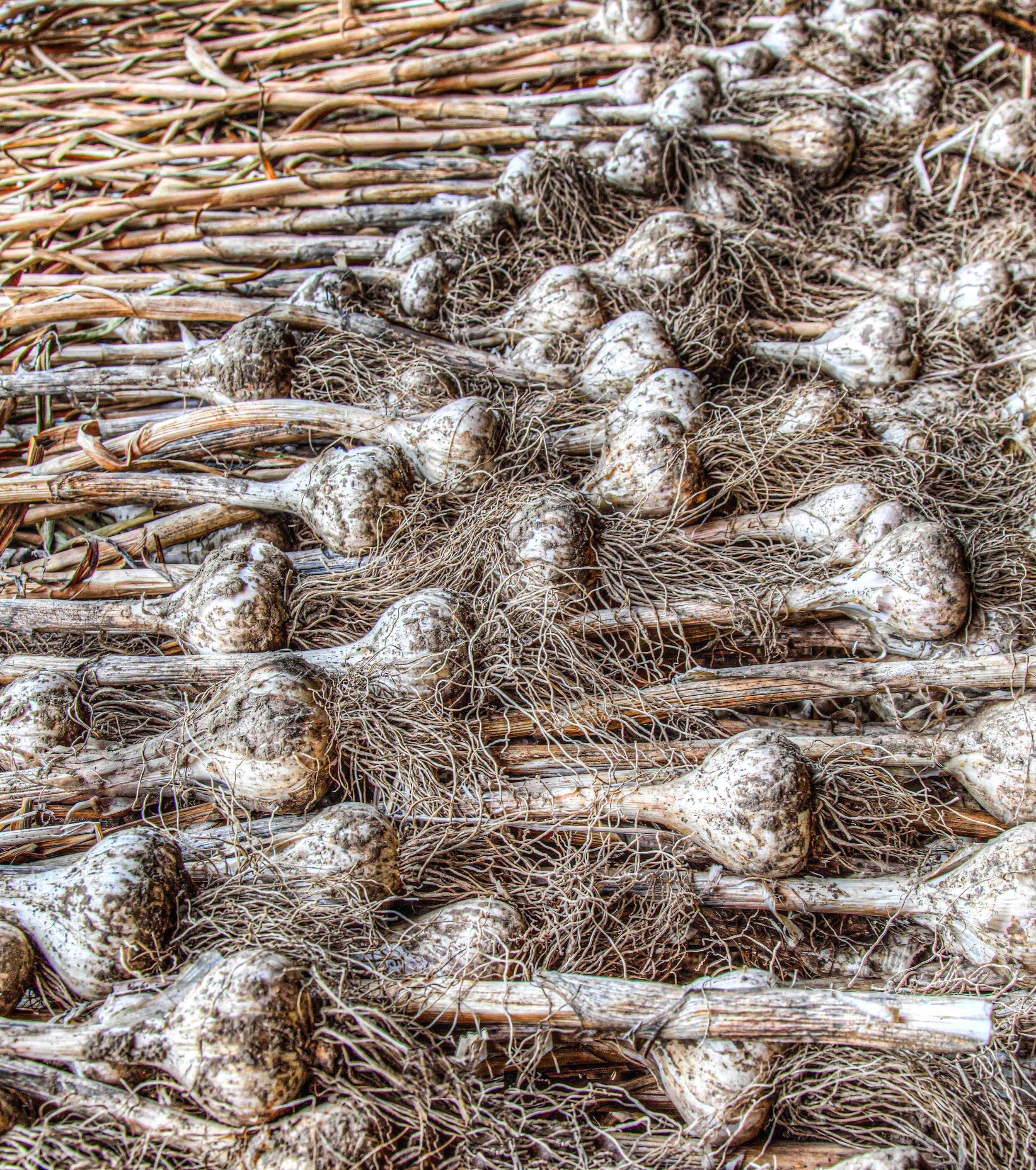Drying Table | digital photograph | 90
