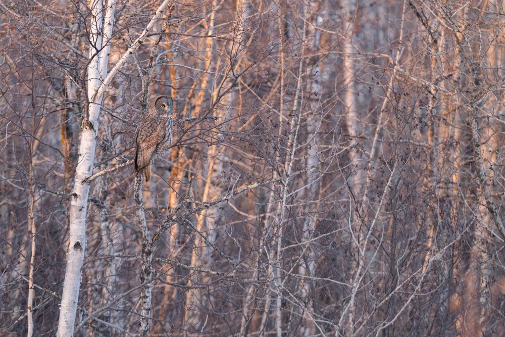 Camouflaged | 12x18 | photography 