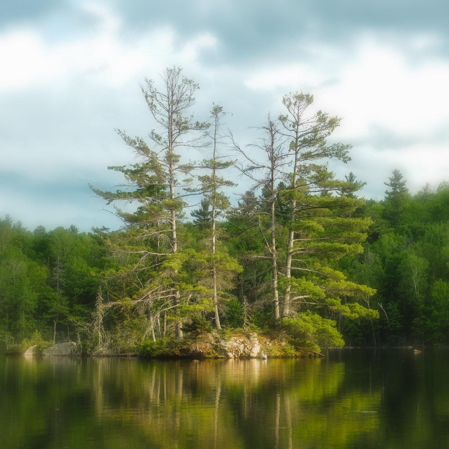 A Quiet Evening | 16x16 | interpretive landscape | 250