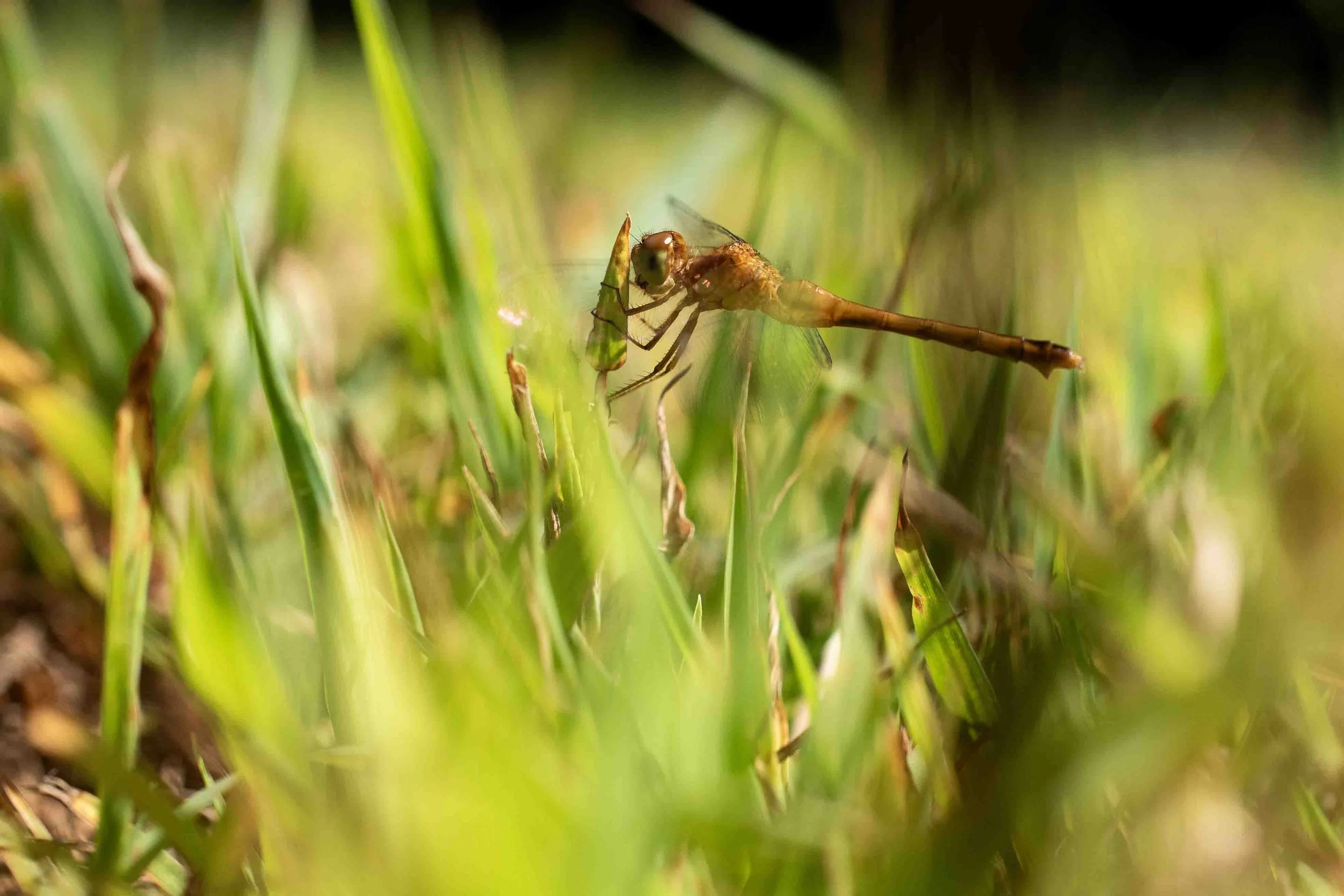 Discreet | 12x18 | digital photograph | 200