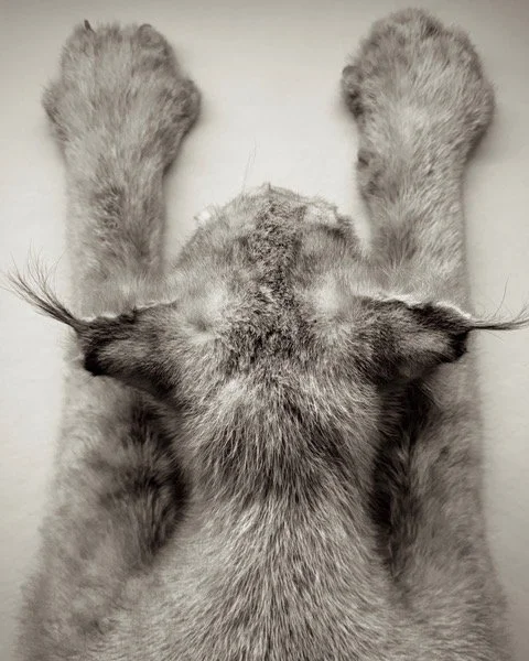 Museum of Natural History No. 55.5 |  8x10 | archival pigment on cotton vellum. Silver leaf on reverse, framed | 350