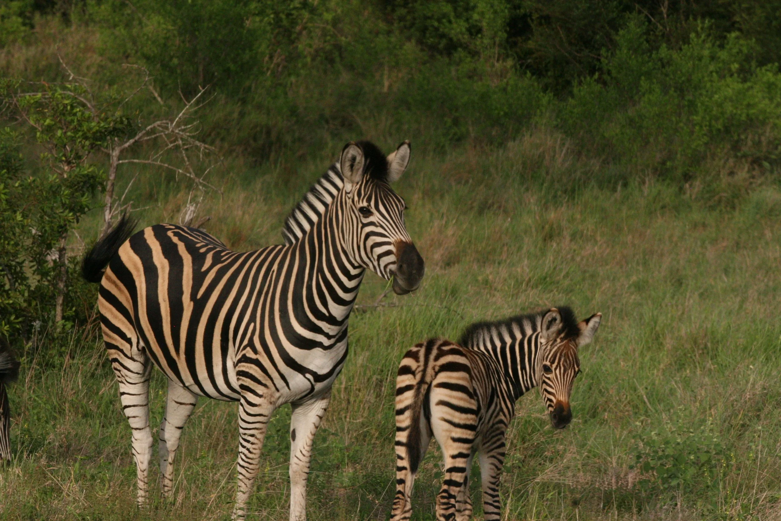 What Does “Cheap” Actually Mean for an African Safari?