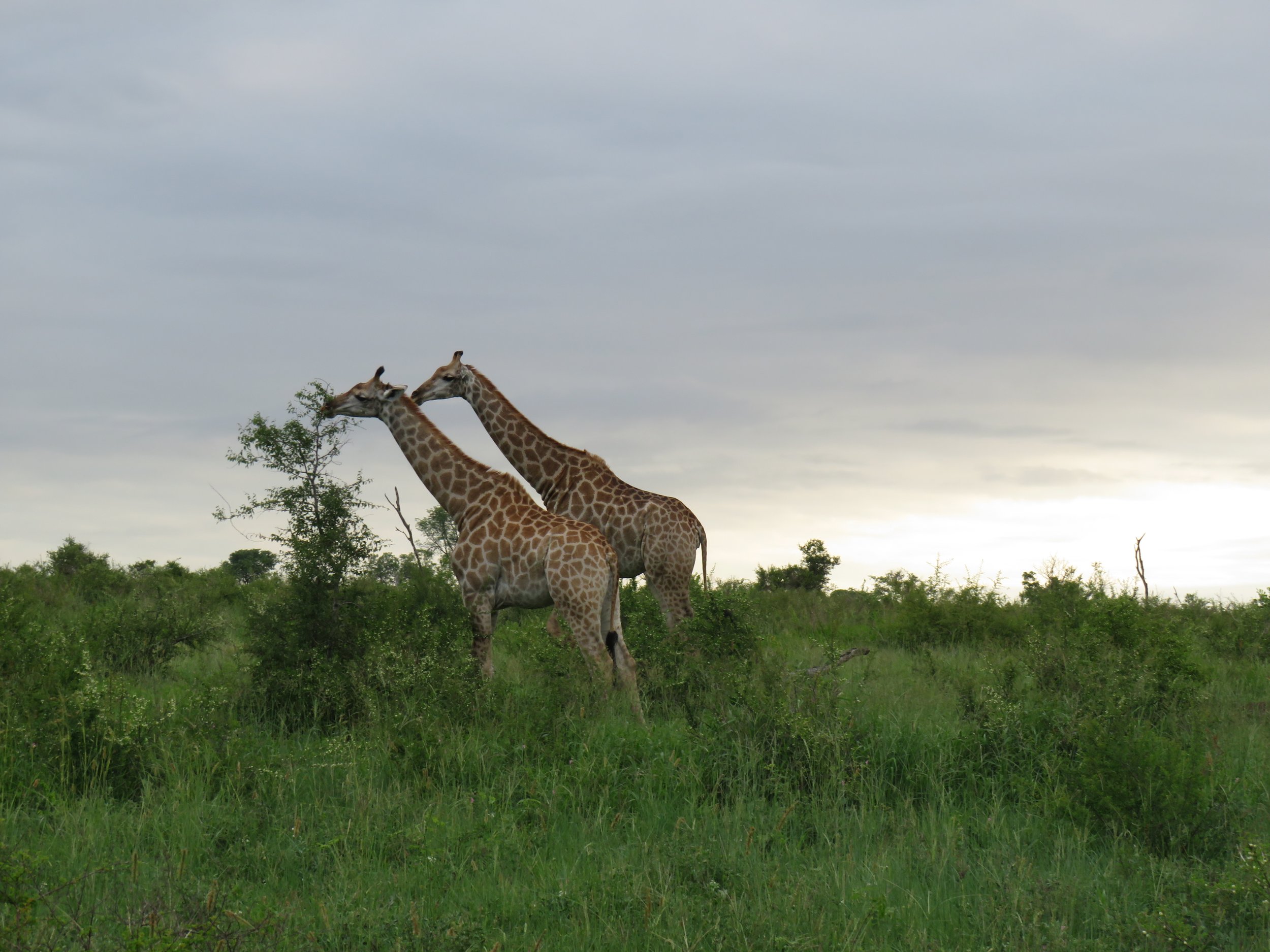 When Is the Best Time to Go on Safari