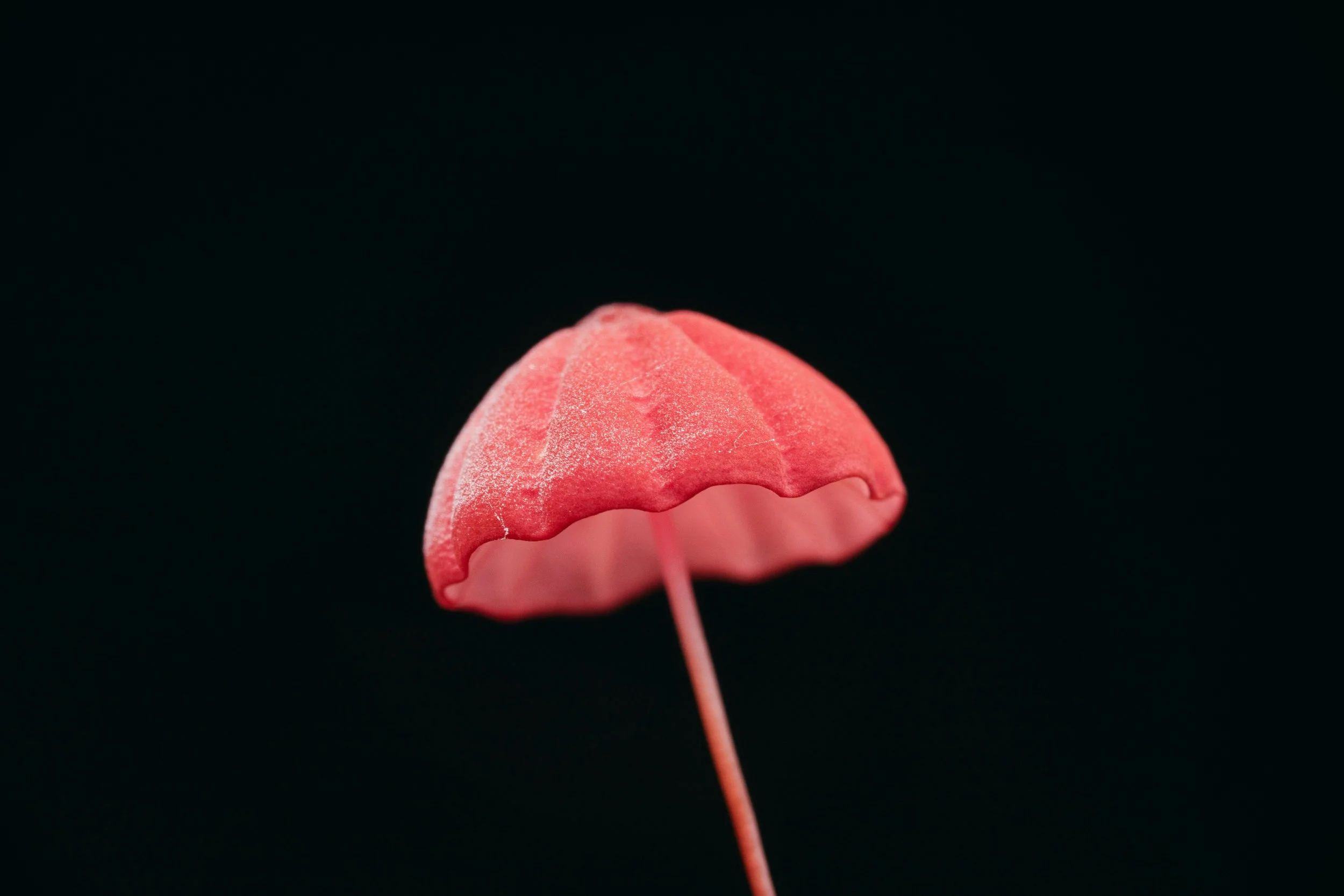 How to Become a Psychedelic Practitioner in Europe