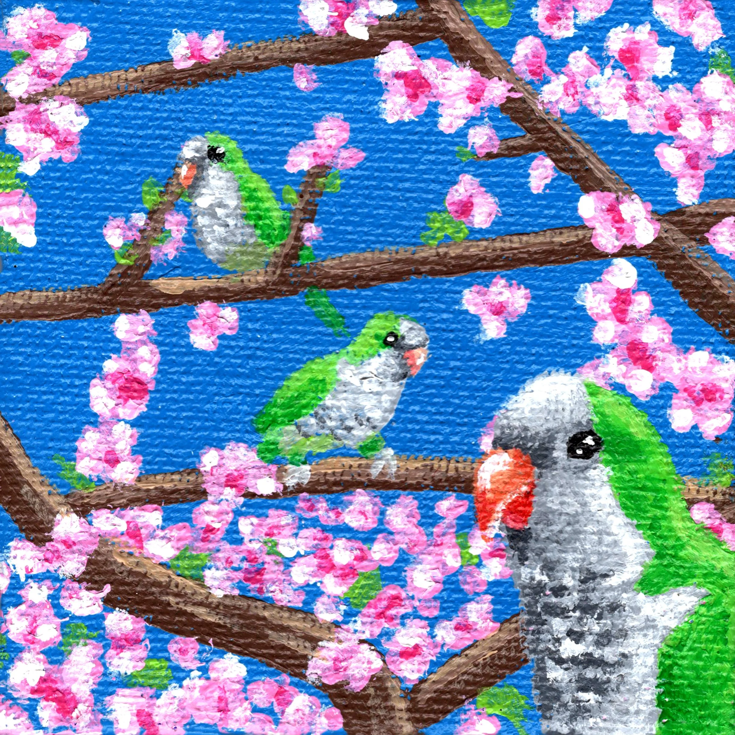Sakura Quakers.jpg