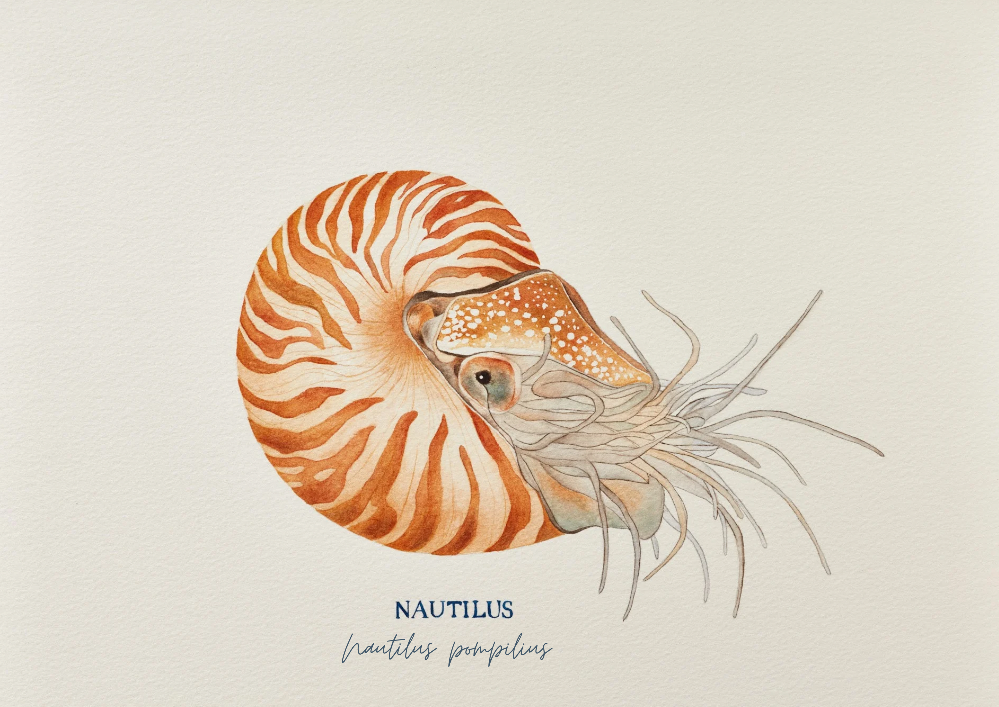 Nautilus Print - Website.png
