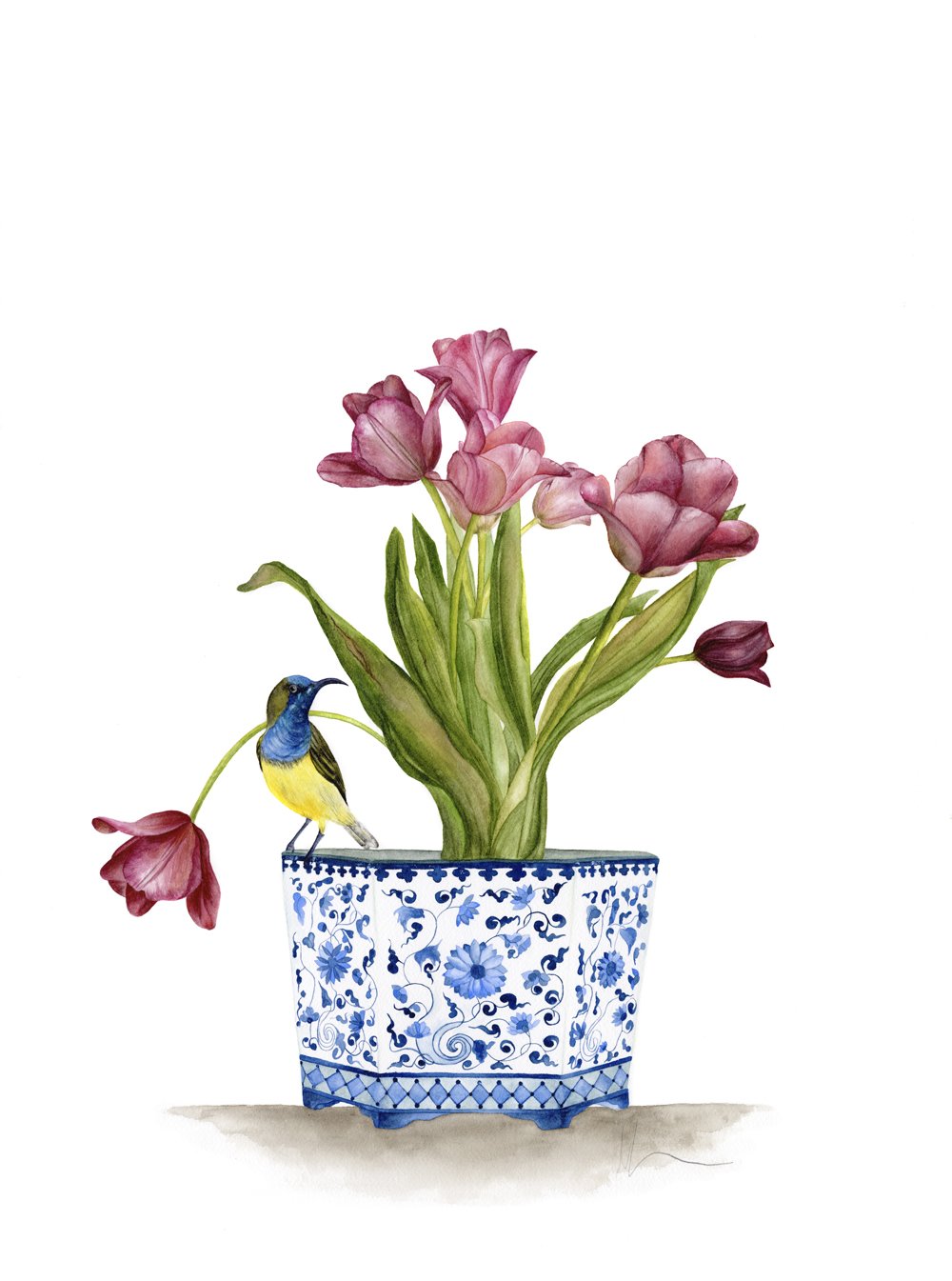 Feather_Tulip_LowRes.jpg
