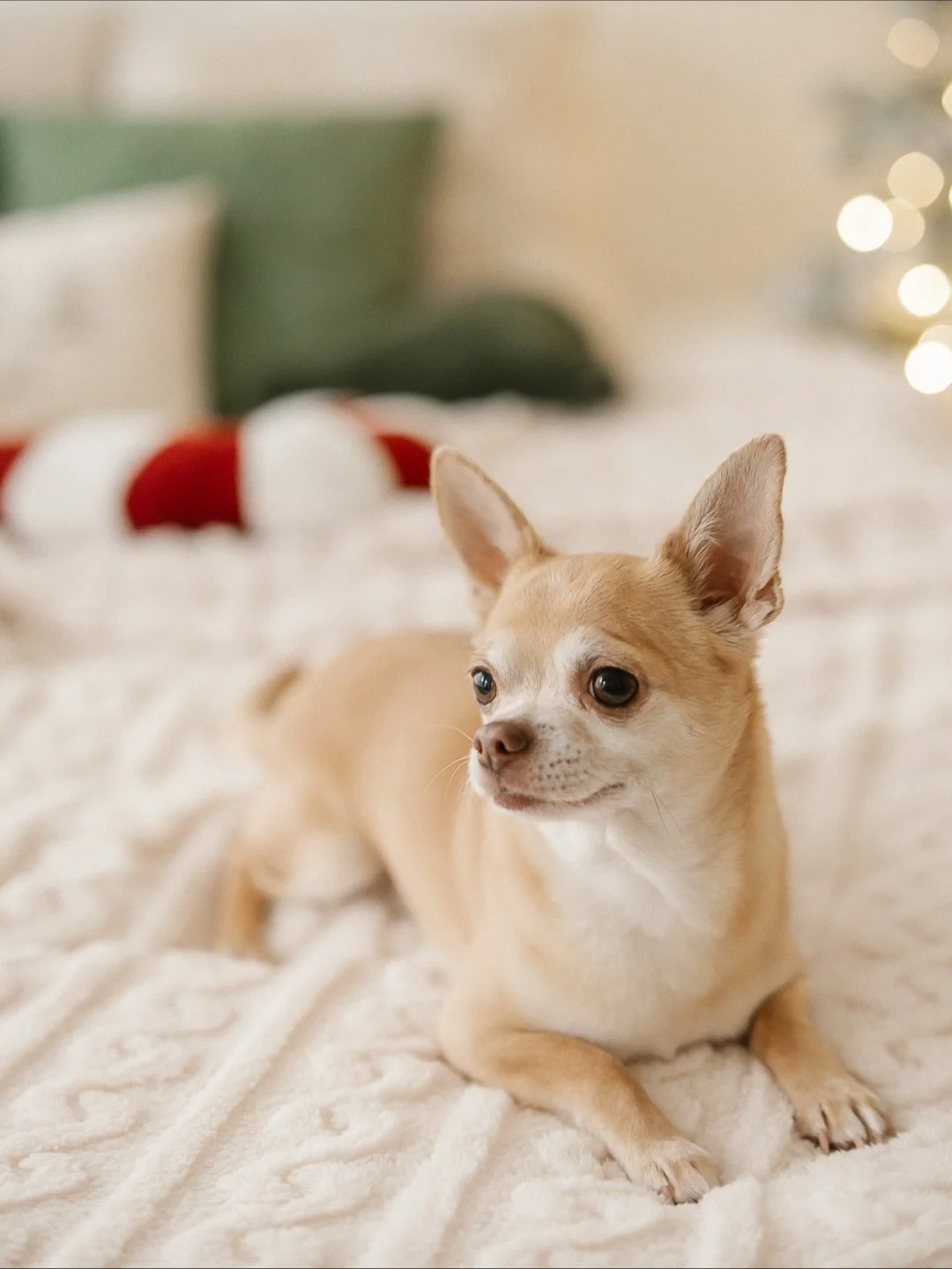 Viikonloppuna kuvattiin t&auml;lle vuodelle viimeiset joulukuvat ja ah miten ihanan fiiliksen n&auml;&auml; kuvaukset aina j&auml;tt&auml;&auml;🤶
Tuntuu aika uskomattomalta, enk&auml; kyll&auml; olisi ikin&auml; uskonut ett&auml; viel&auml; joku jou