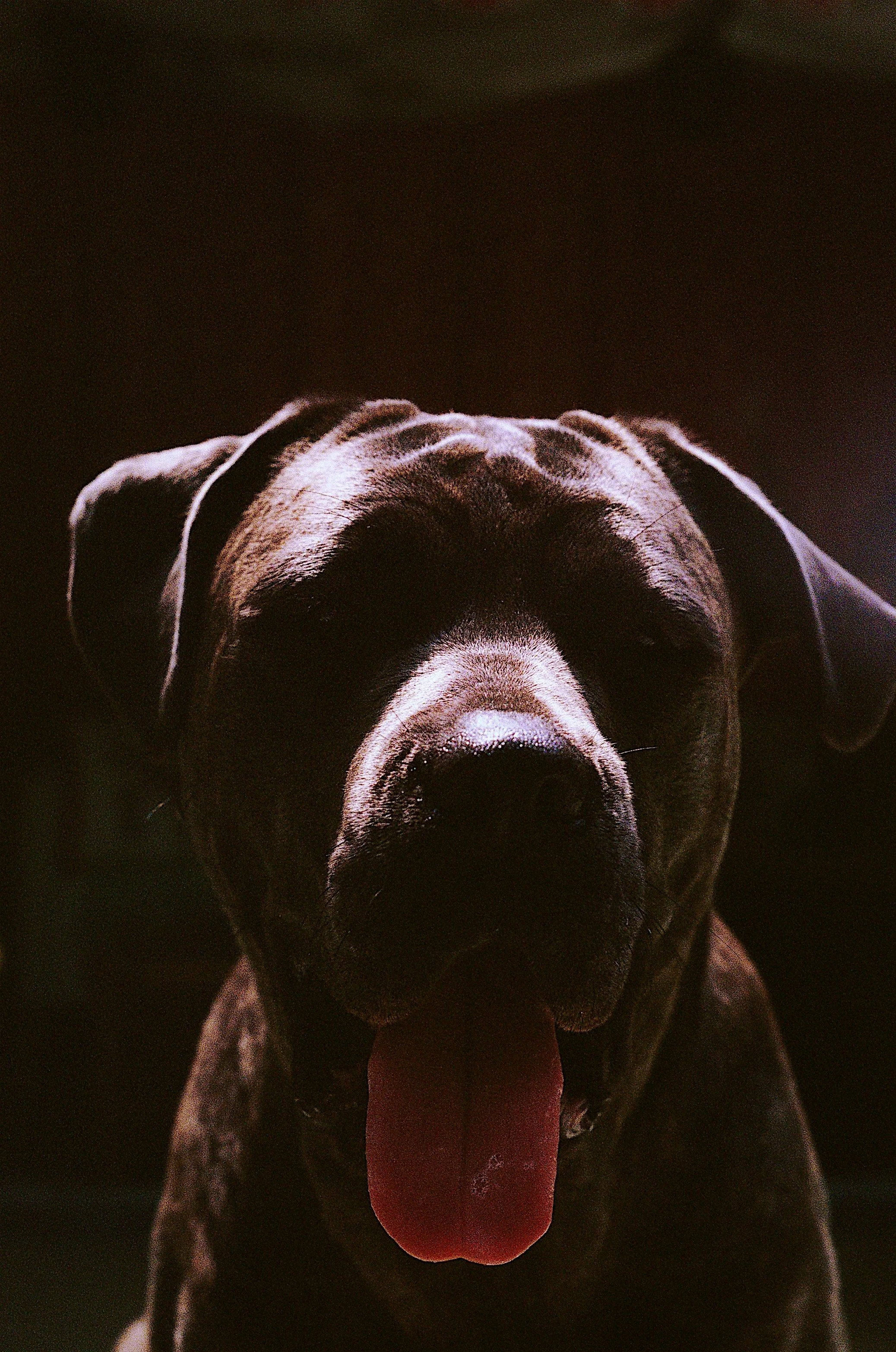 Essie, my dog we rescued from the gutter outside my apartment in dtla