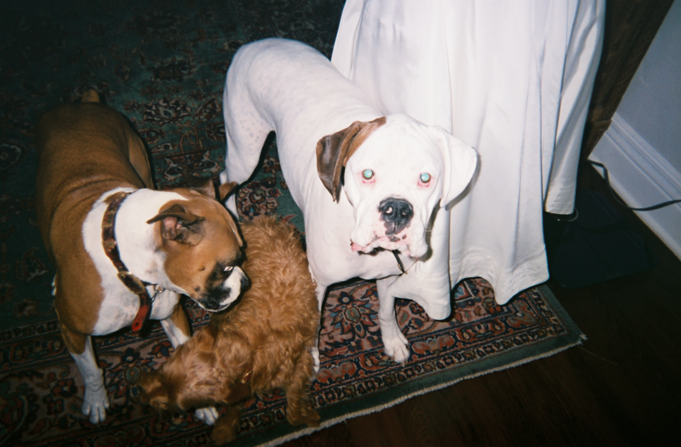 Since I was born we've always had at least three dogs at once