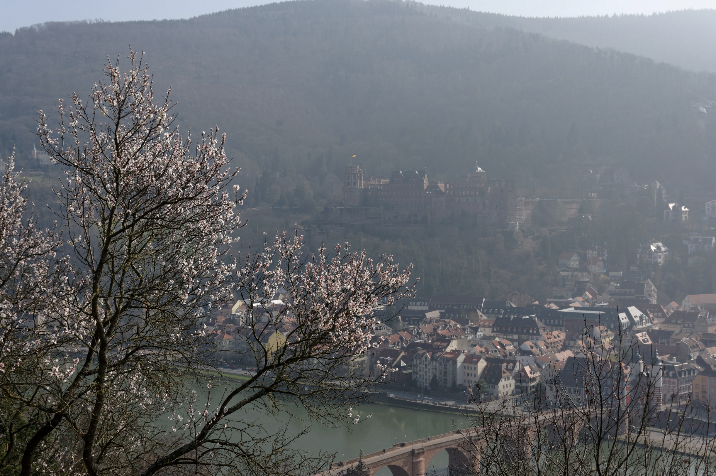 Blick auf eine Stadt mit einem Fluss, einer Brücke und einem Schloss auf einem Hügel im Hintergrund, mit blühenden Kirschbäumen im Vordergrund.