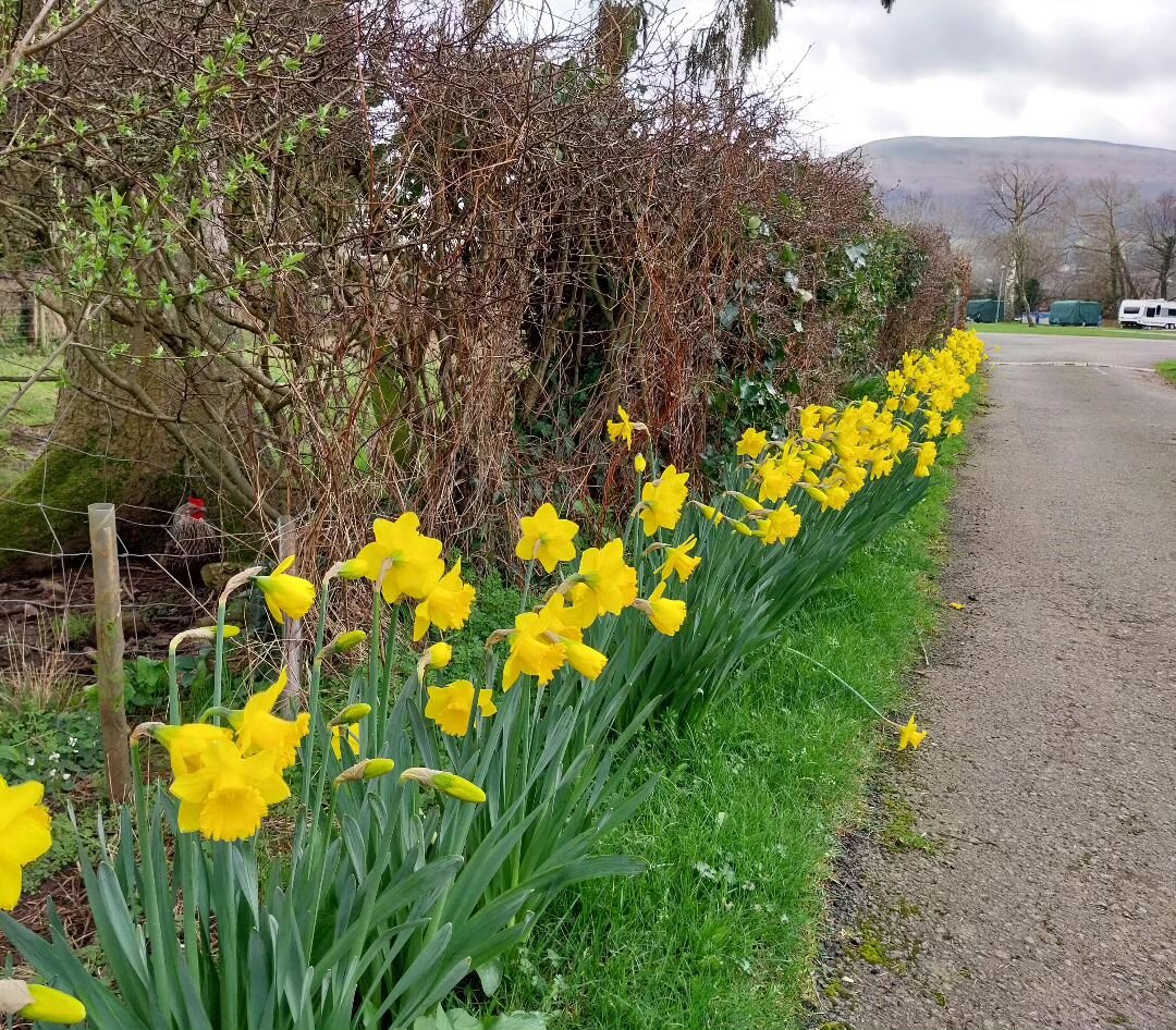 Spot the chicken.
Daffs are out. Hedges are budding 👌