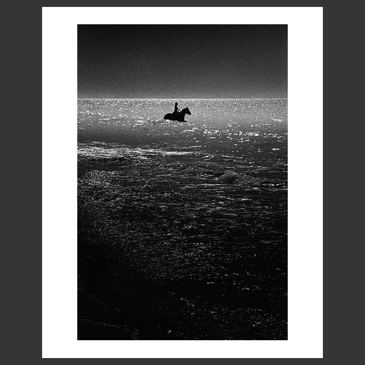 Seahorse,-Provence,-France,-2016_2016_189_3.jpg