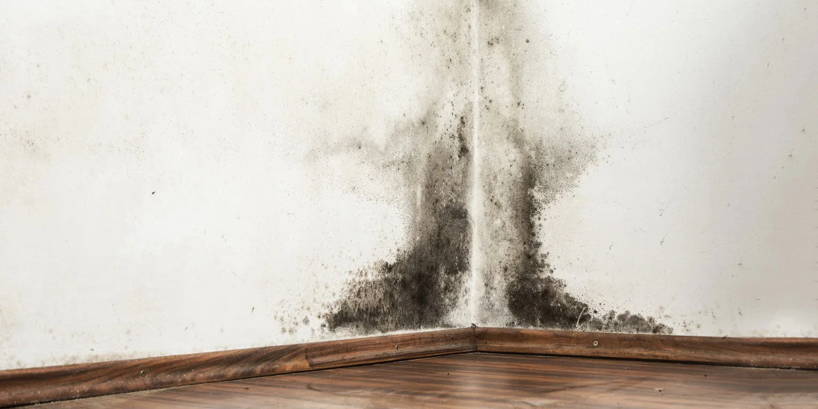 The Importance of Getting a Mold Assessment in Pensacola, FL