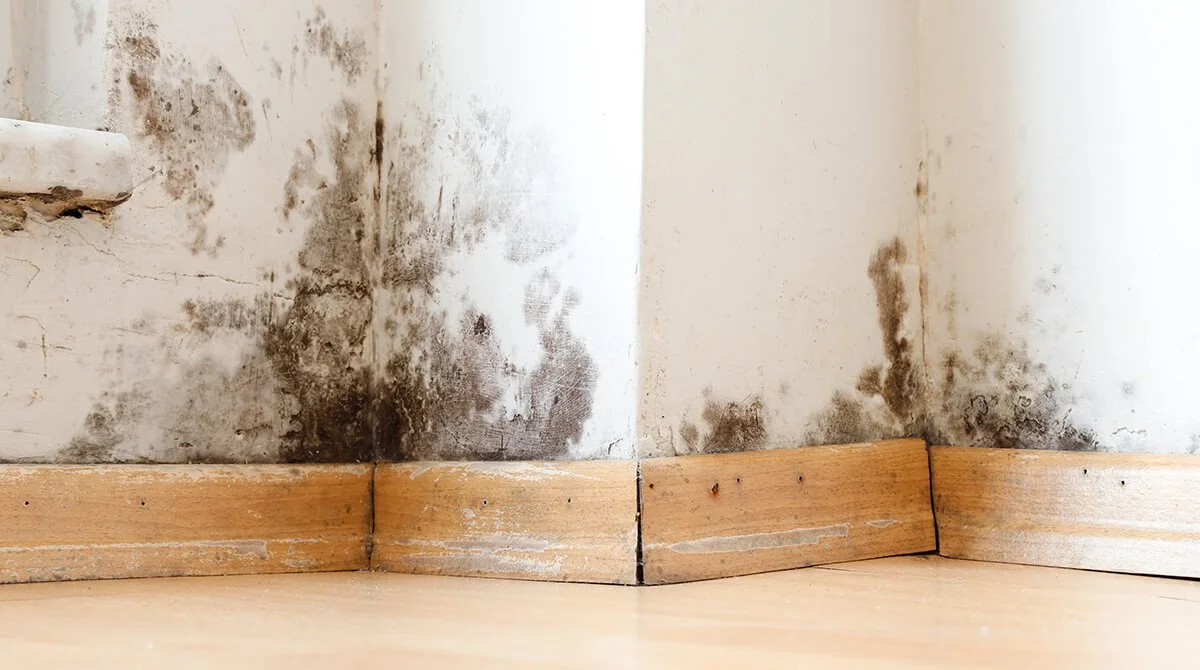 Mold Inspections in Crestview, FL