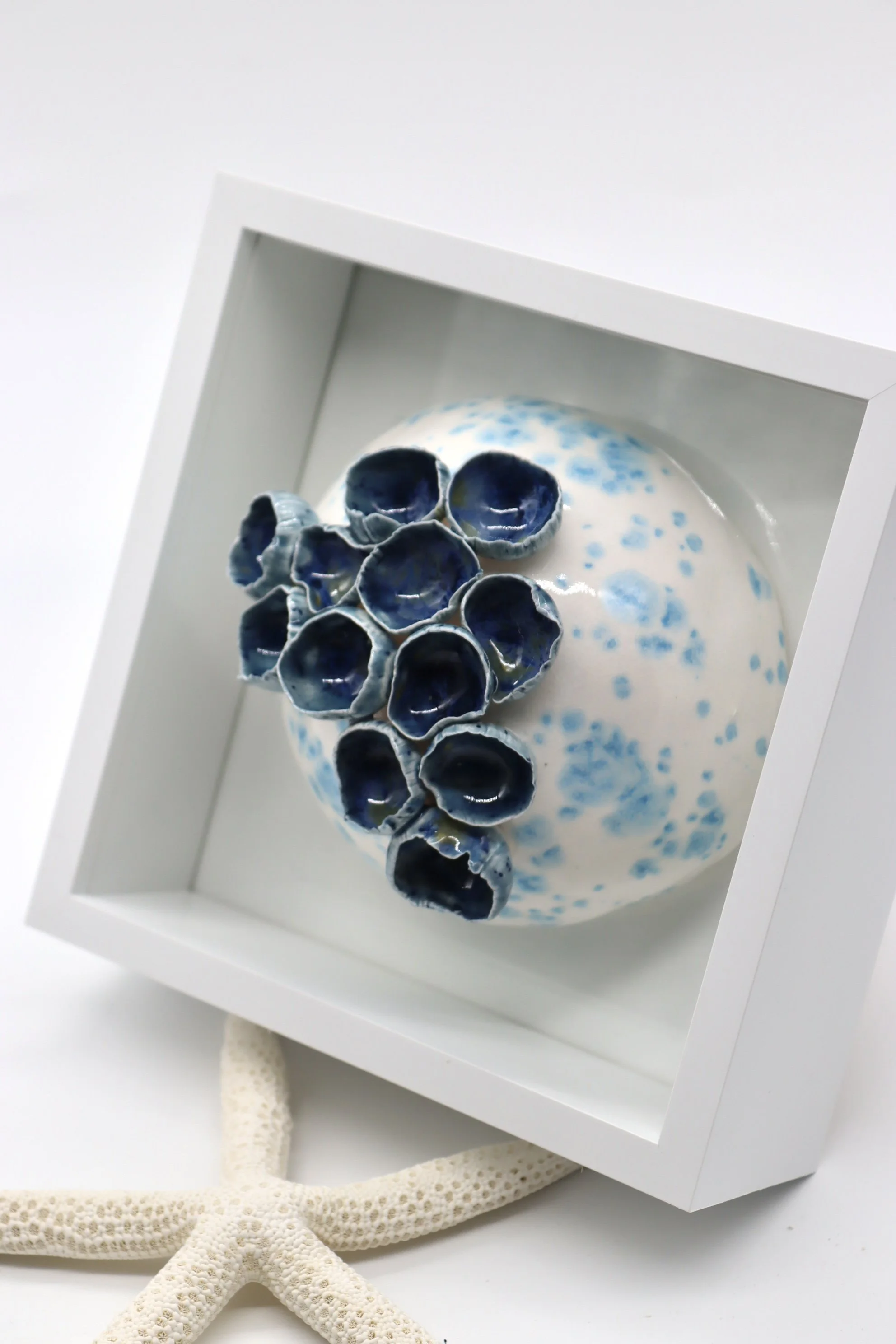 Blue Framed Coral