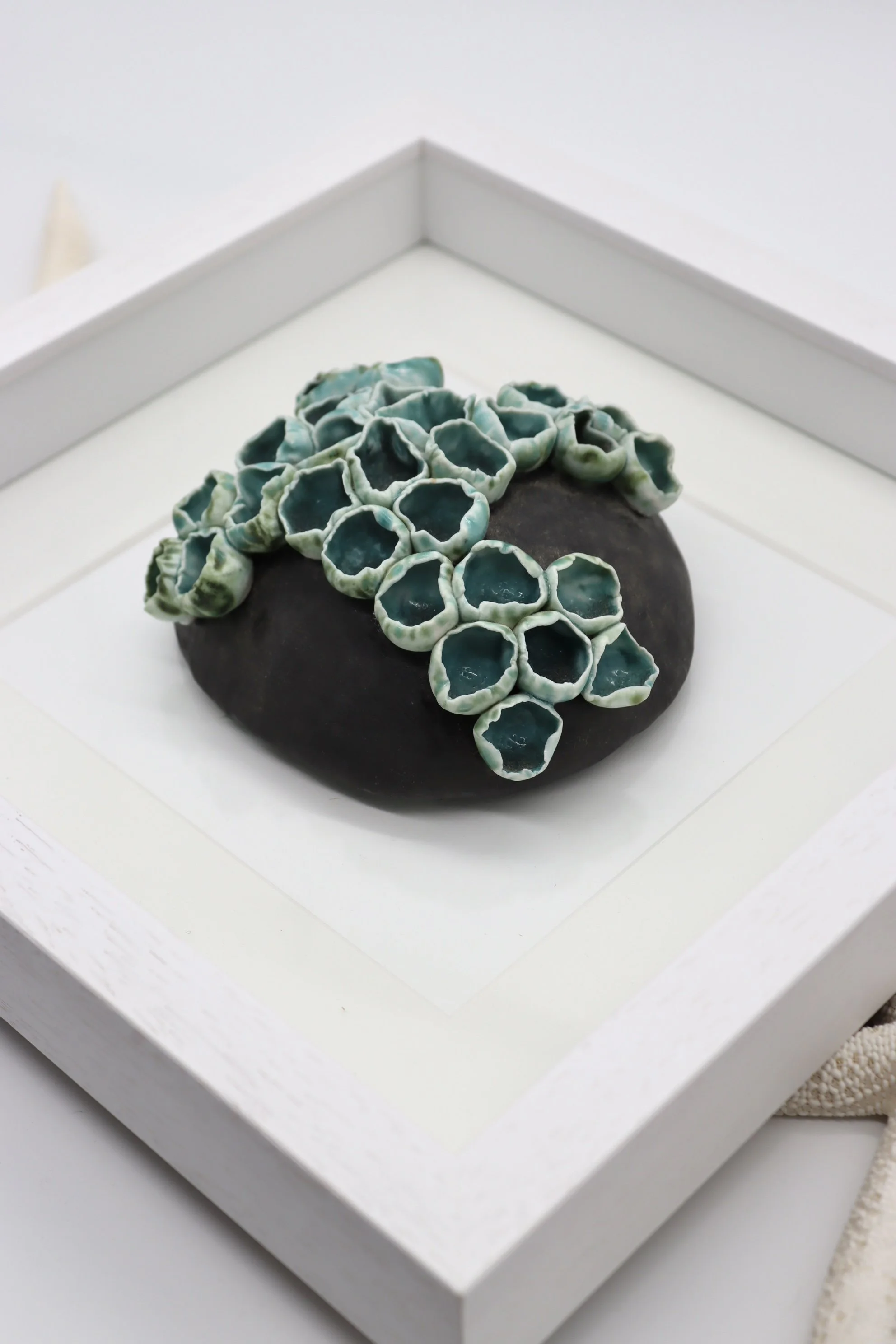 Large Framed Coral