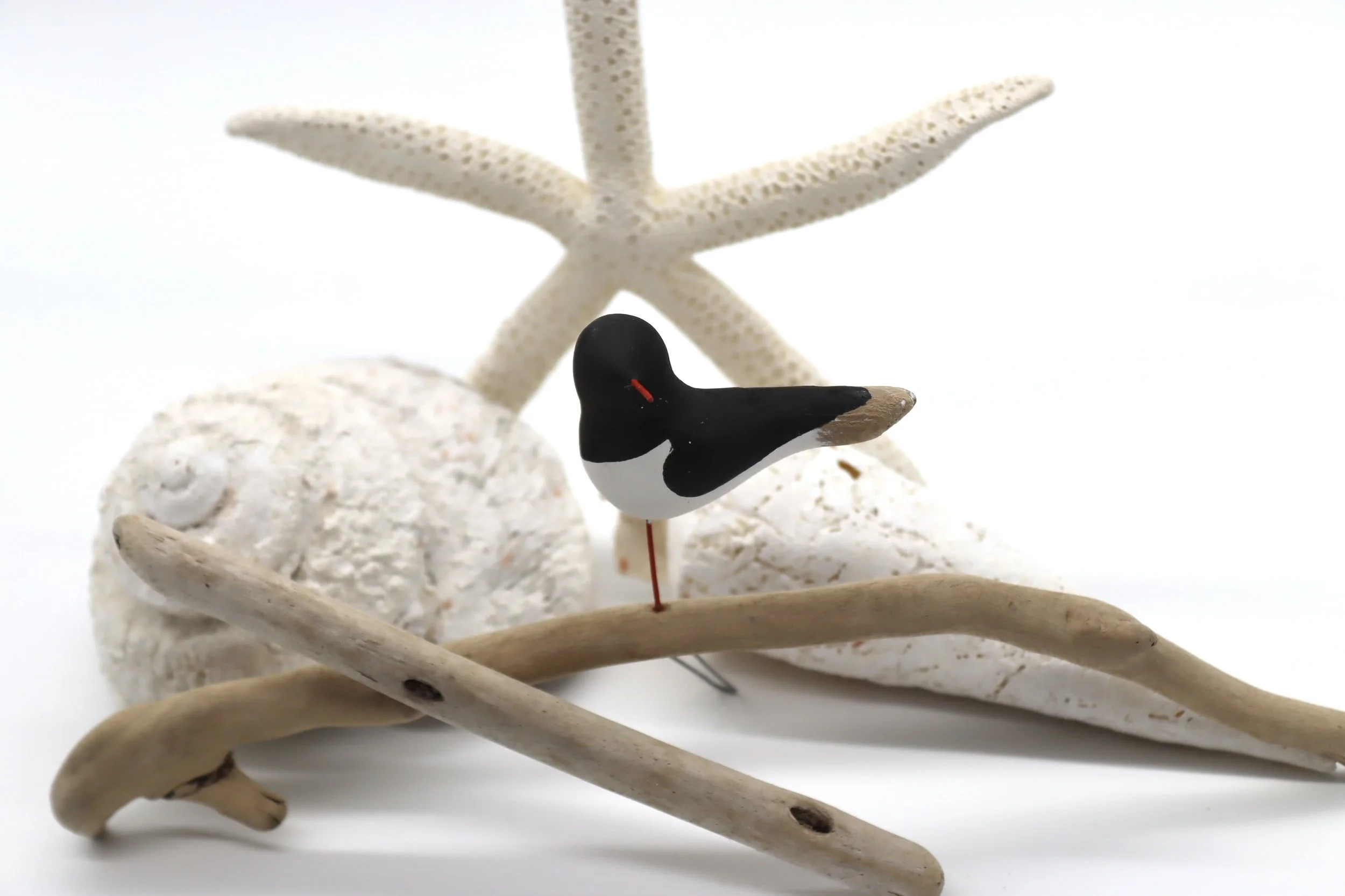 Oyster Catcher on Driftwood