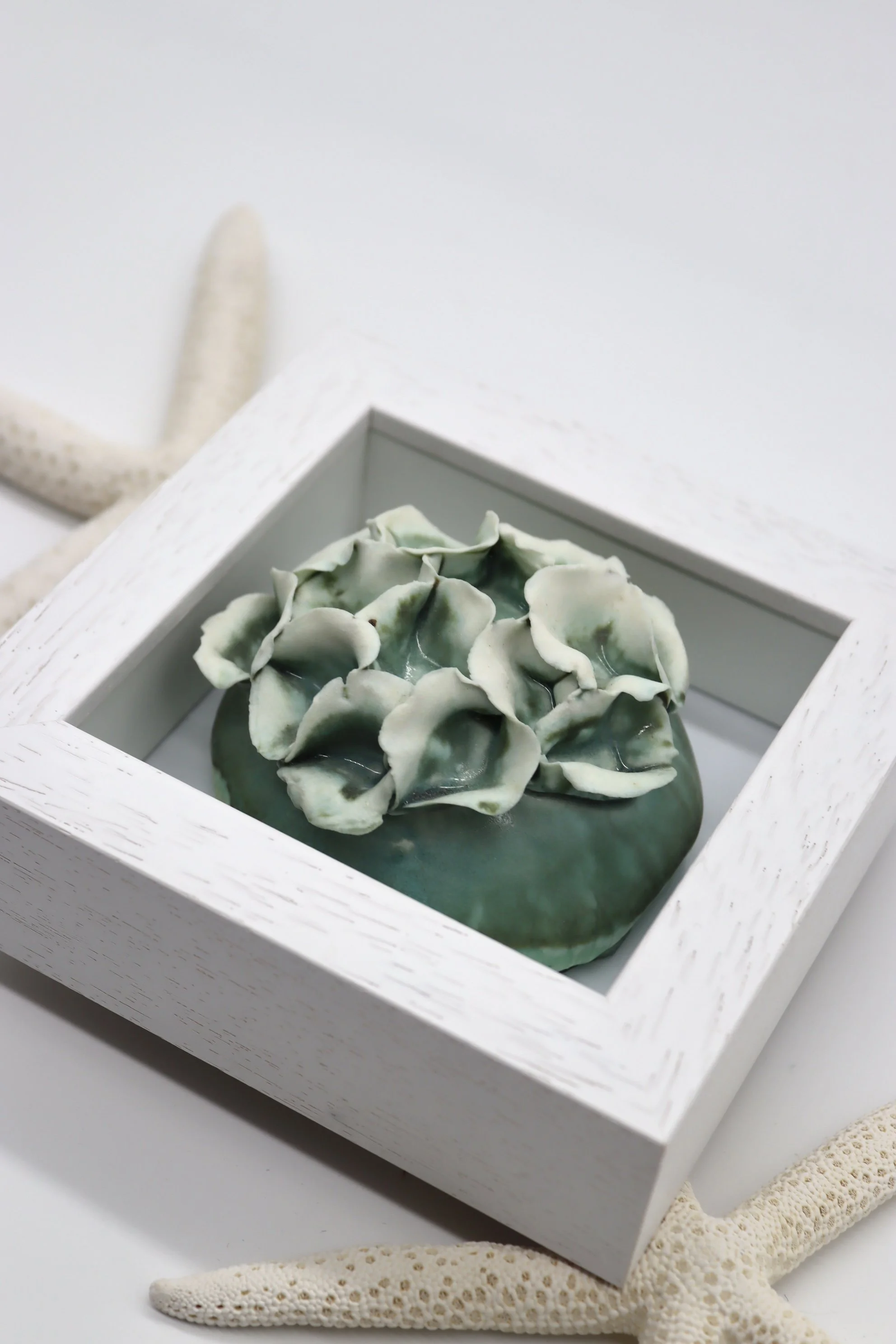 Green Framed Coral