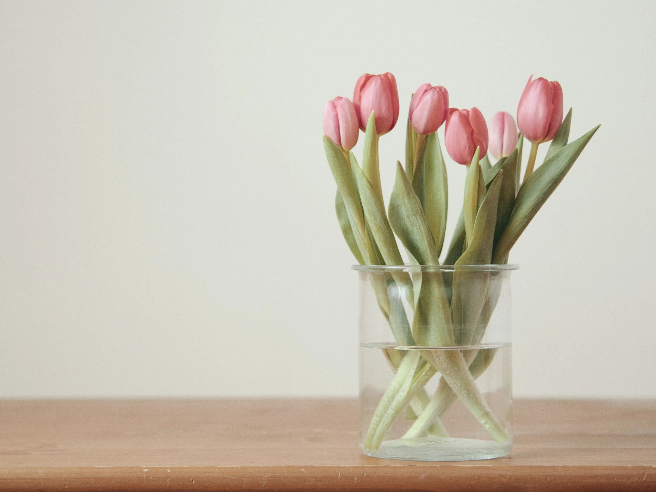 Tulip Bar