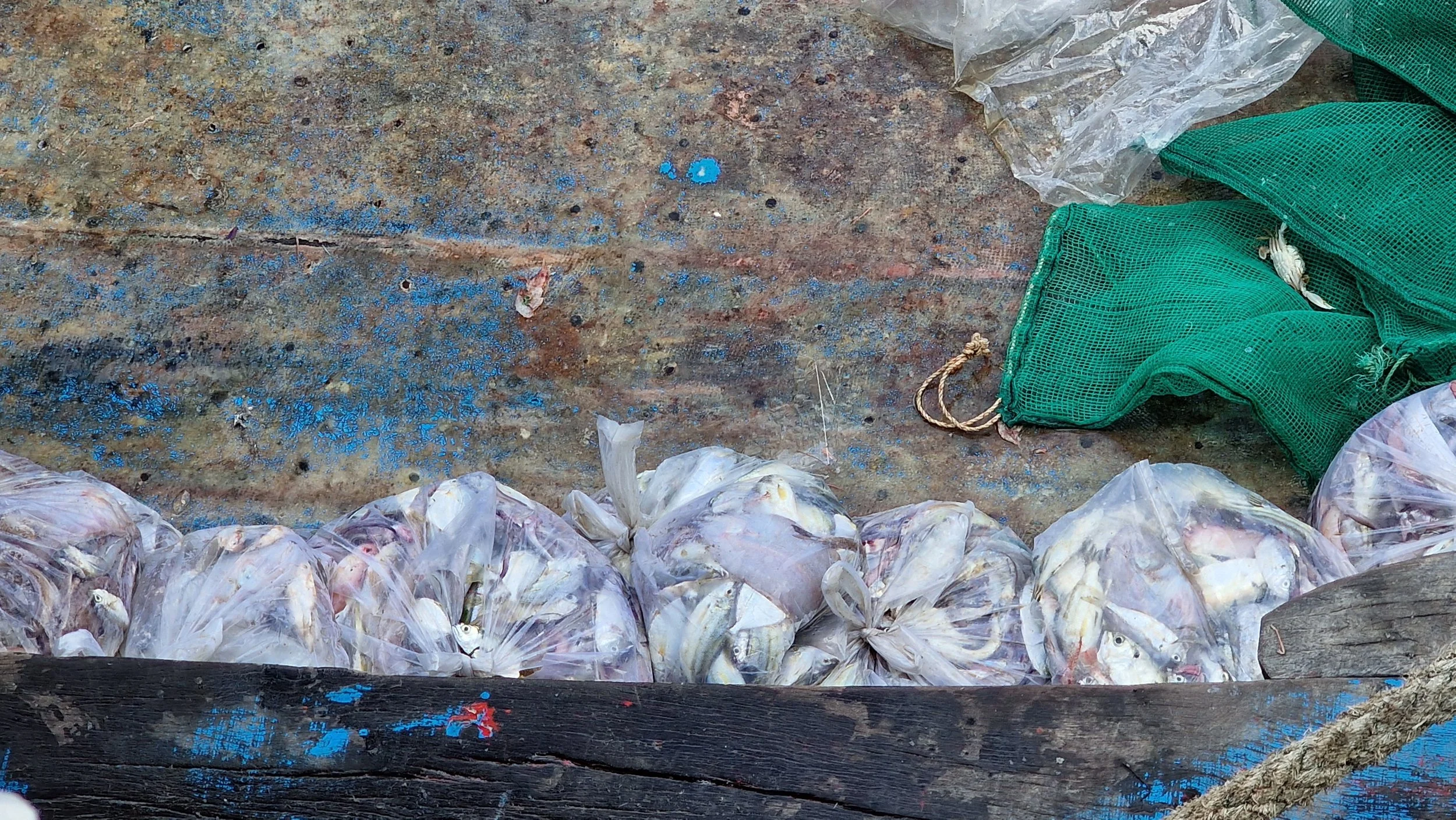 Plastic bags filled with small fish lined up on a weathered surface with green netting and scattered debris.