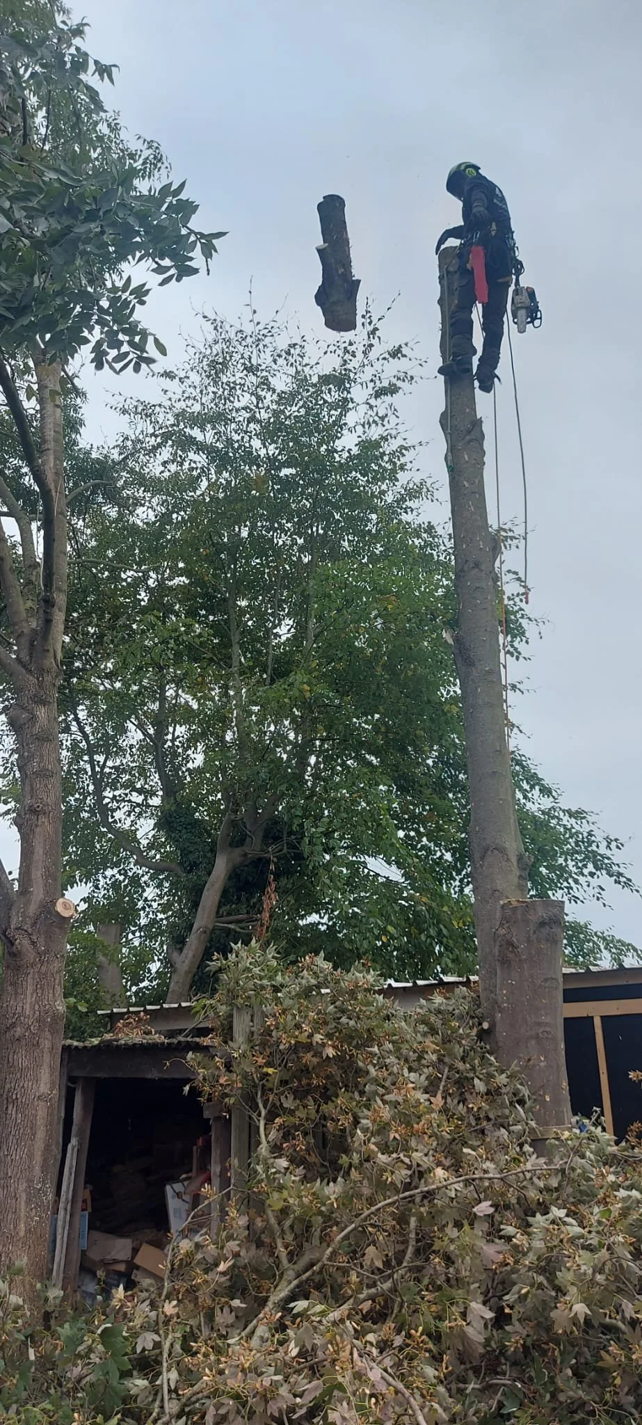 Vellen van bomen (3).JPEG