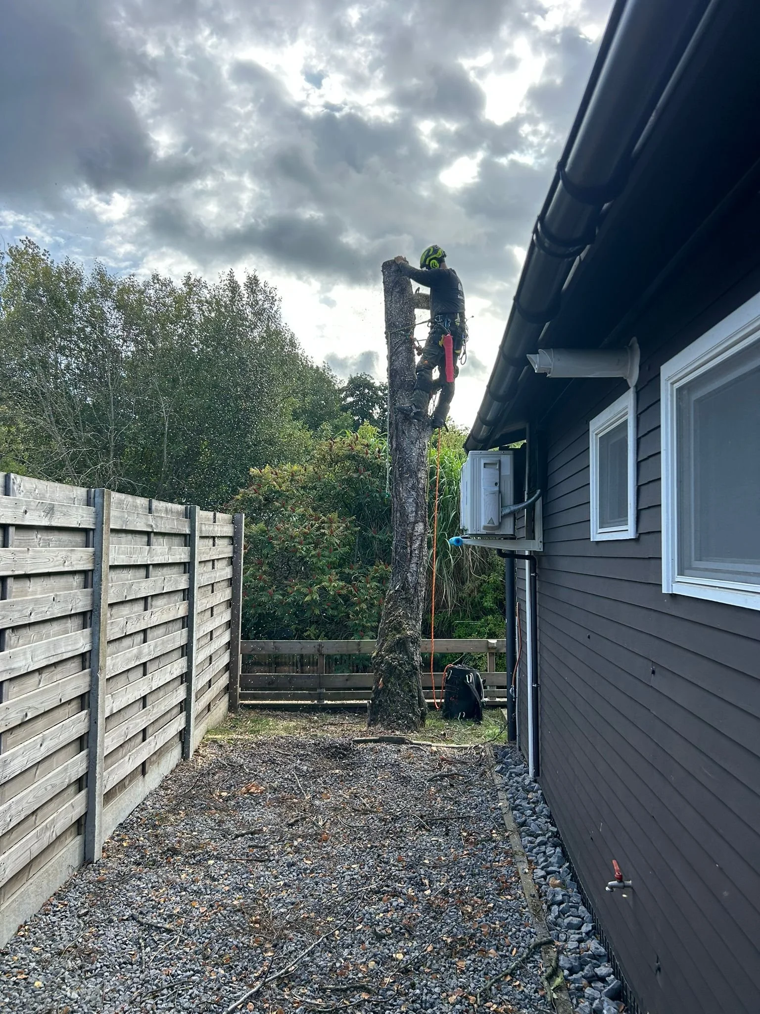 Vellen van bomen (1).JPEG
