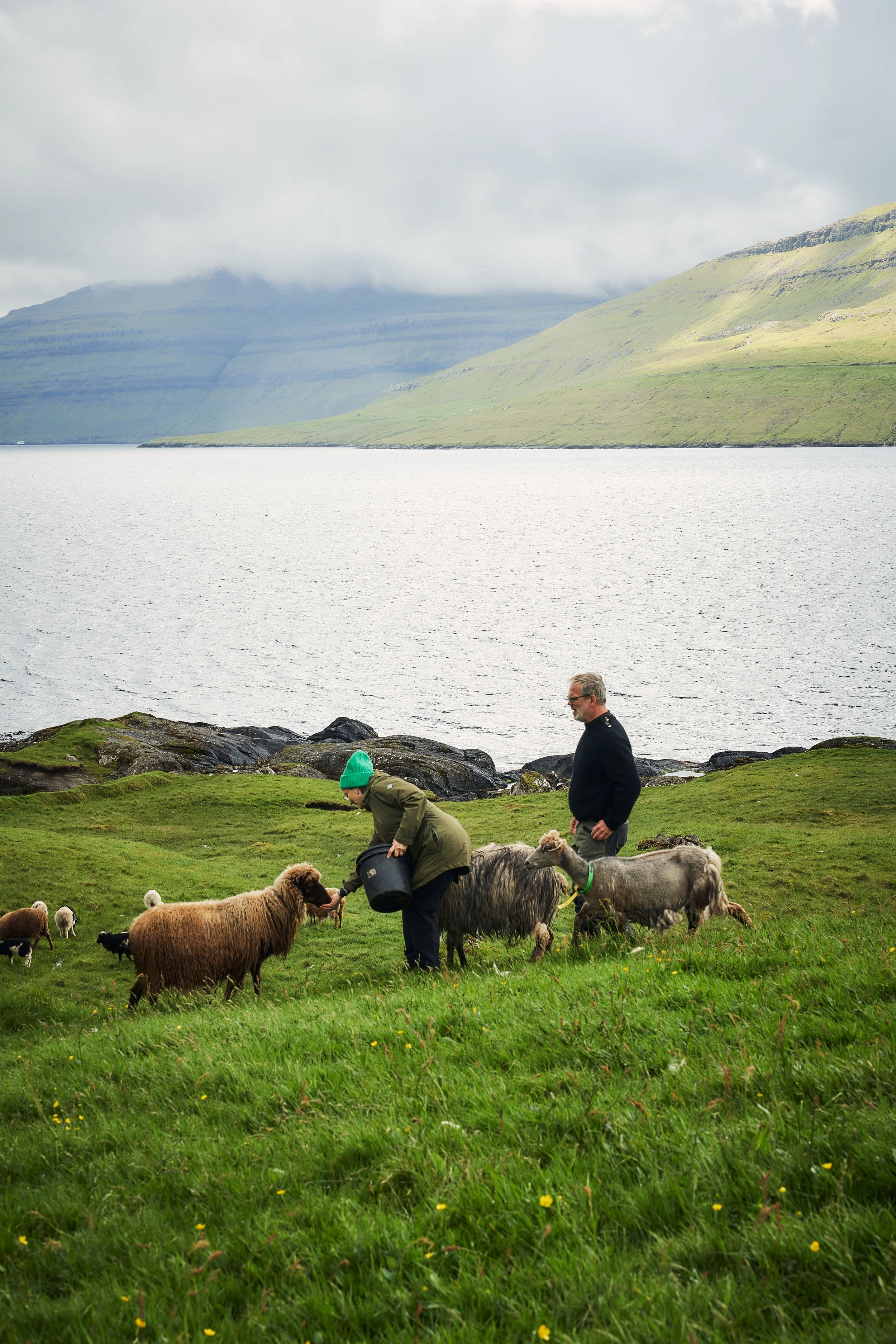 Feed the faroese sheep faroe Islands
