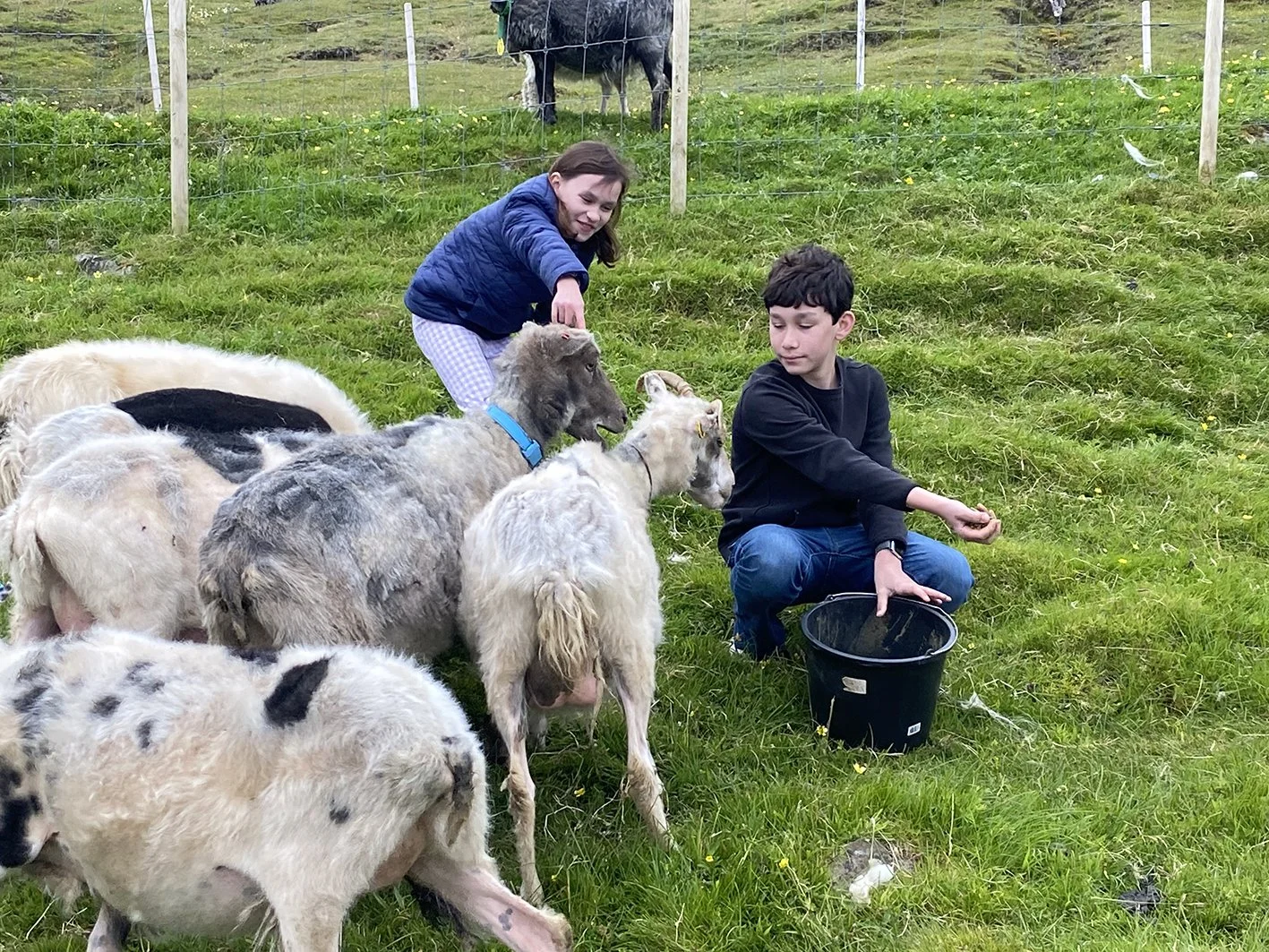 Meet sheep farmlife Faroe Islands