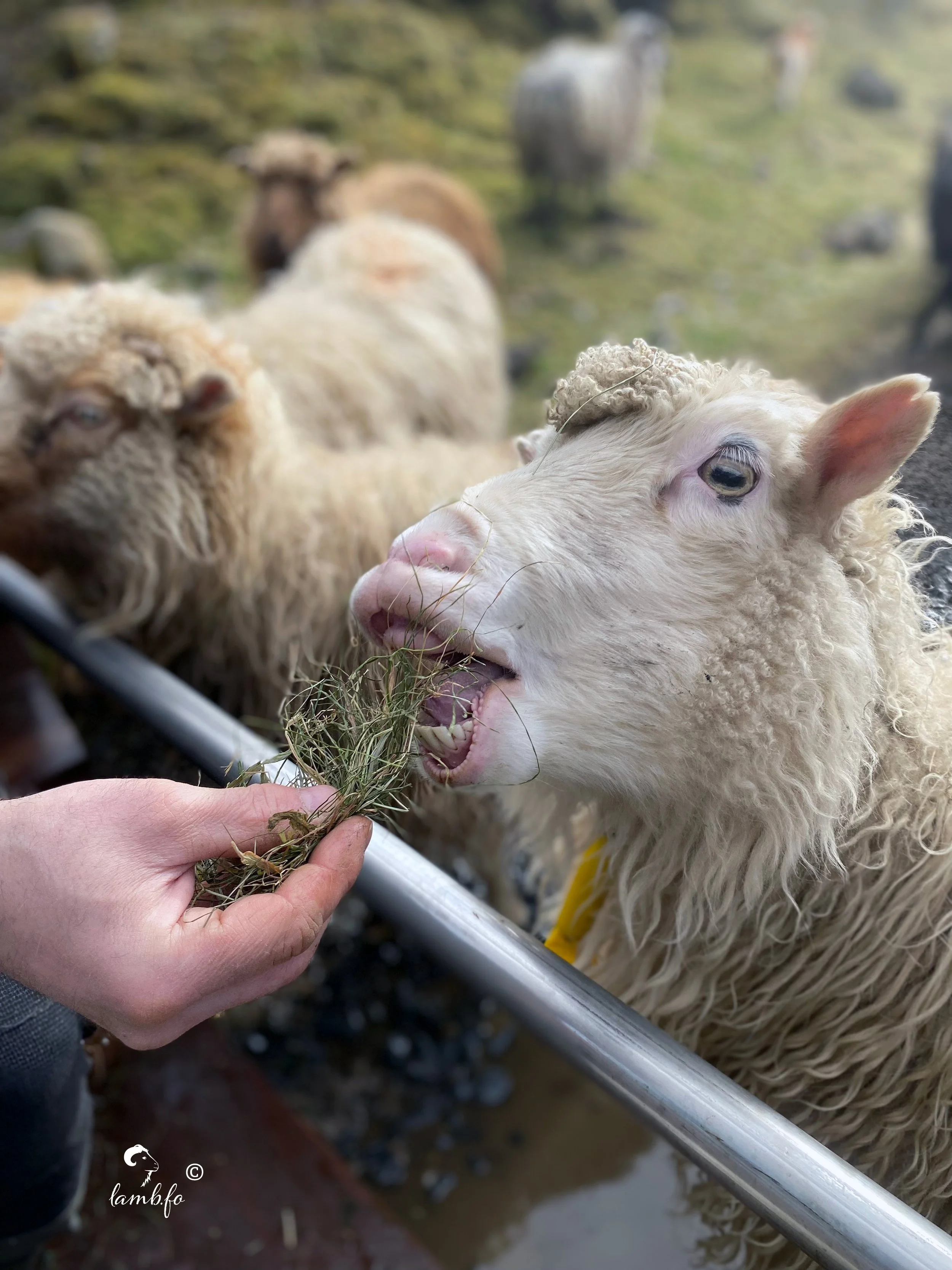 Feeding_Sheep.jpg