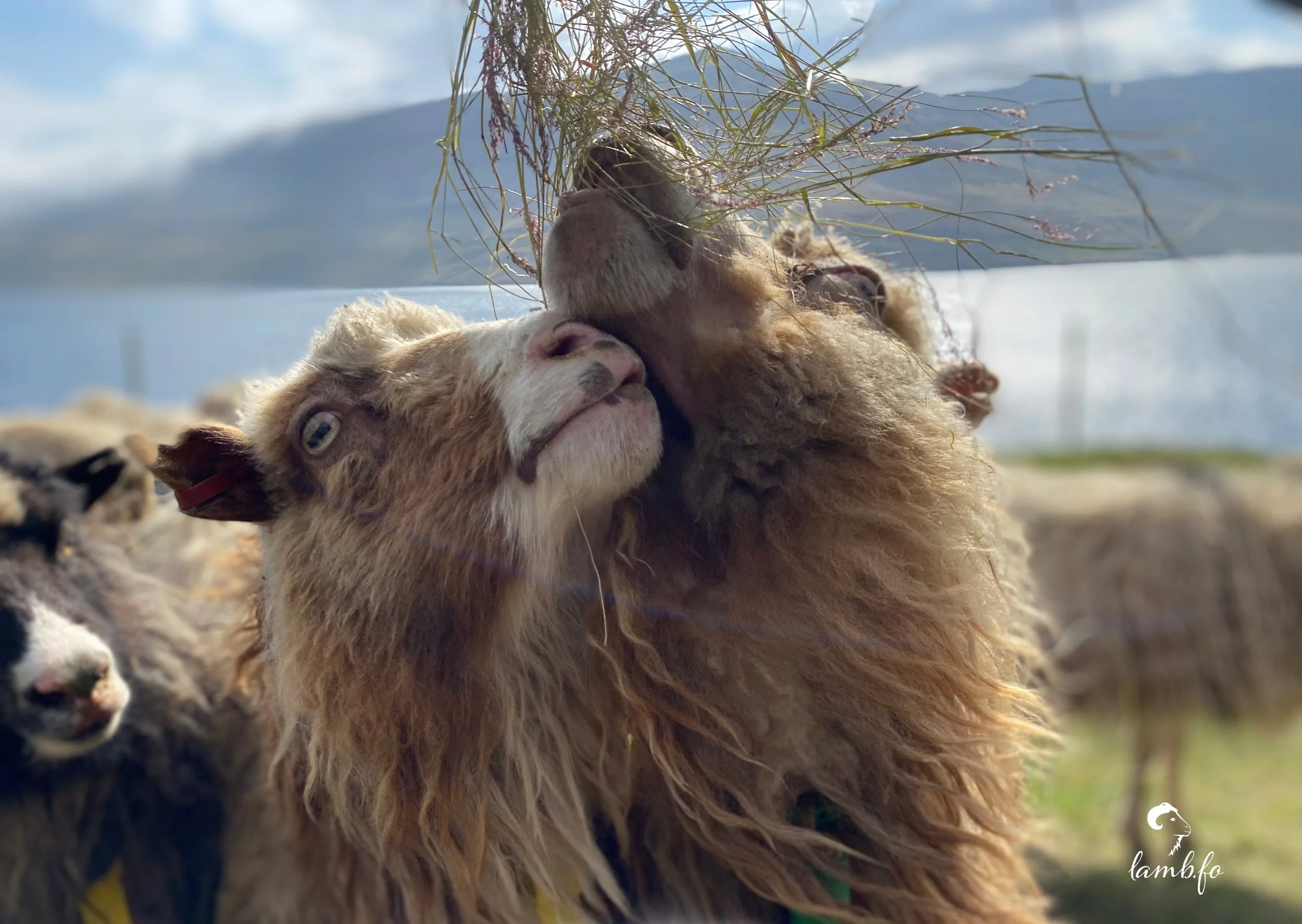 faroese sheep woolislands authentic