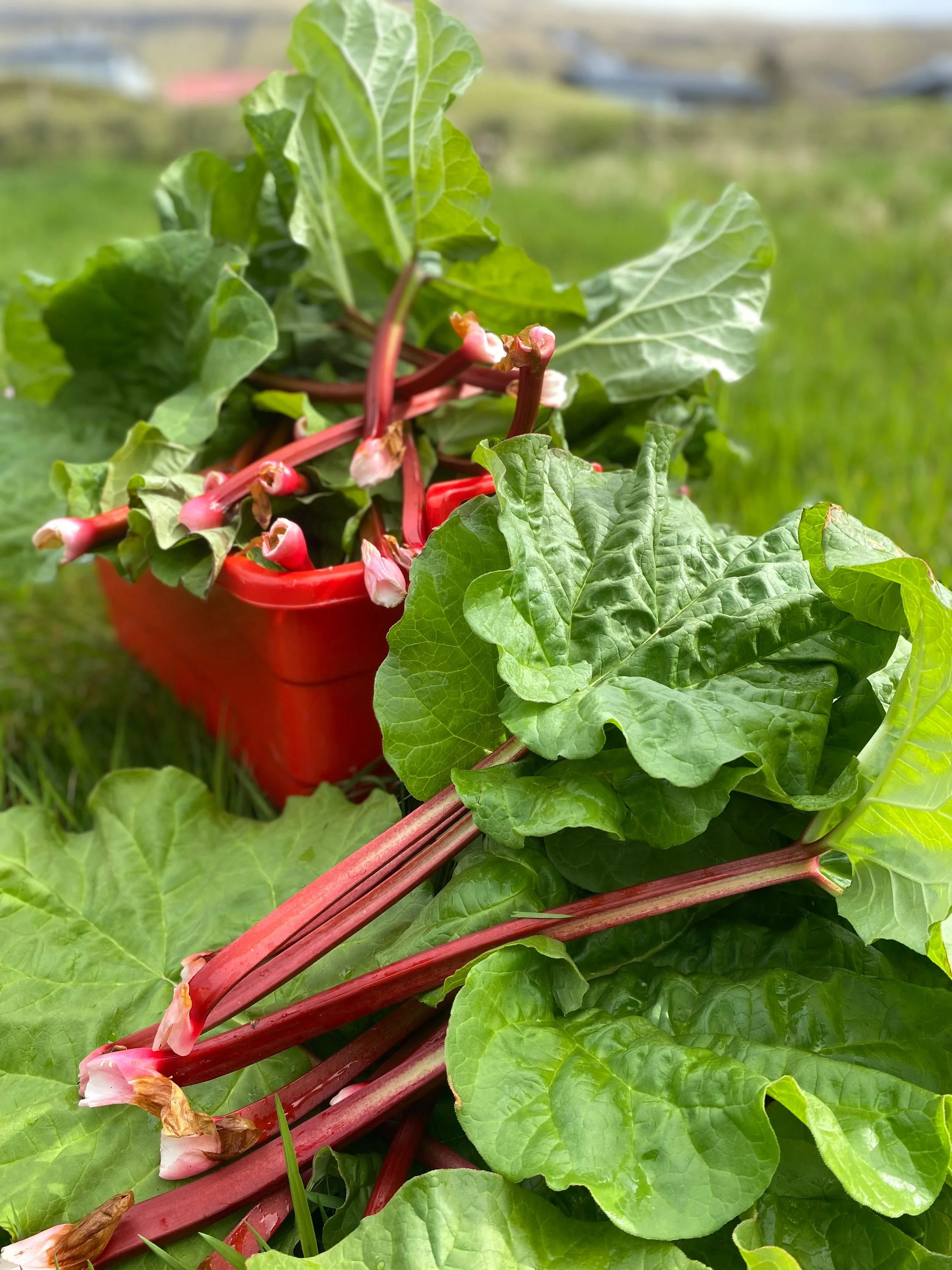 Faroese nationalfruit rhubarb