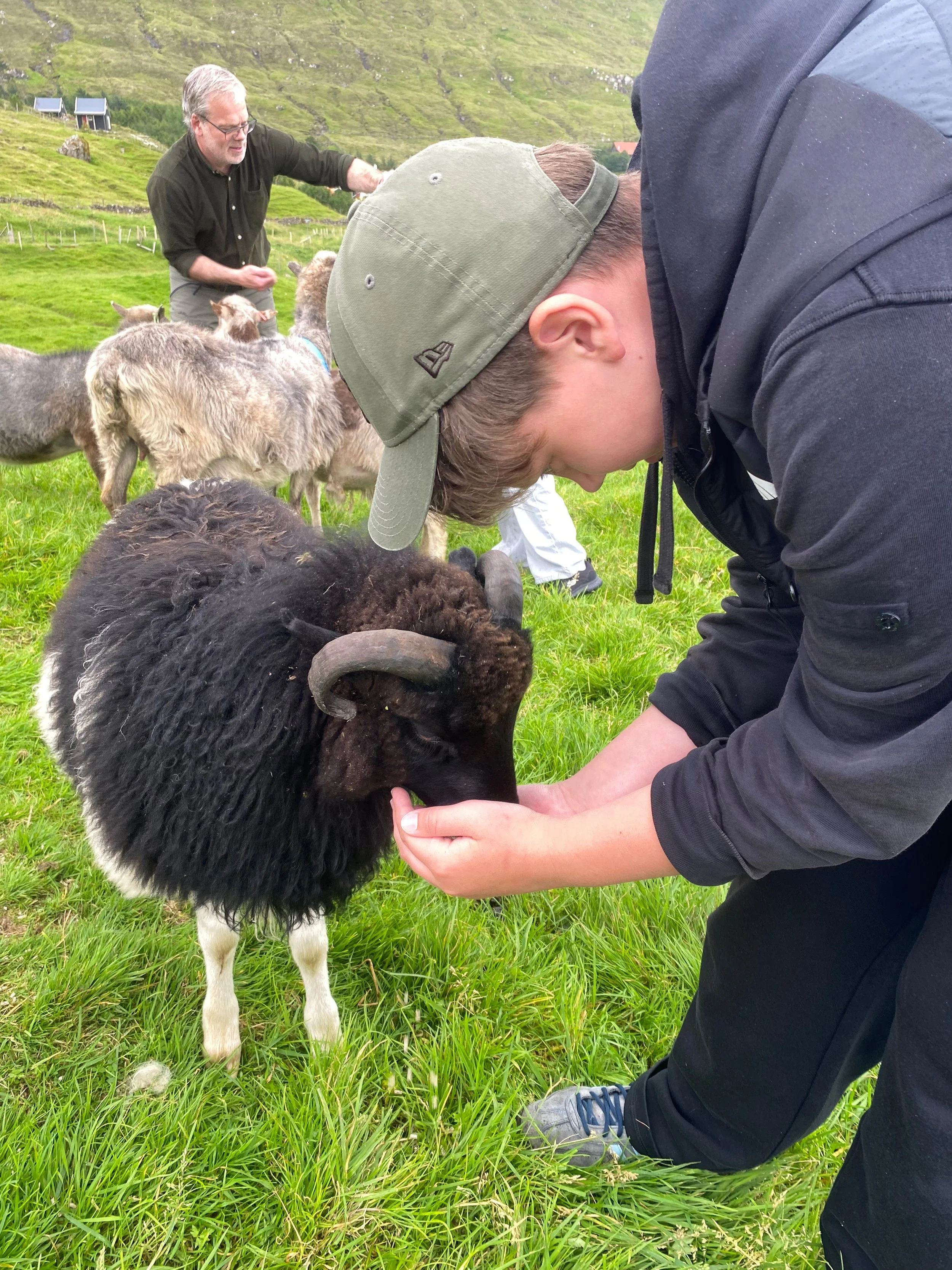 Feeding faroese sheep Faroe Islands