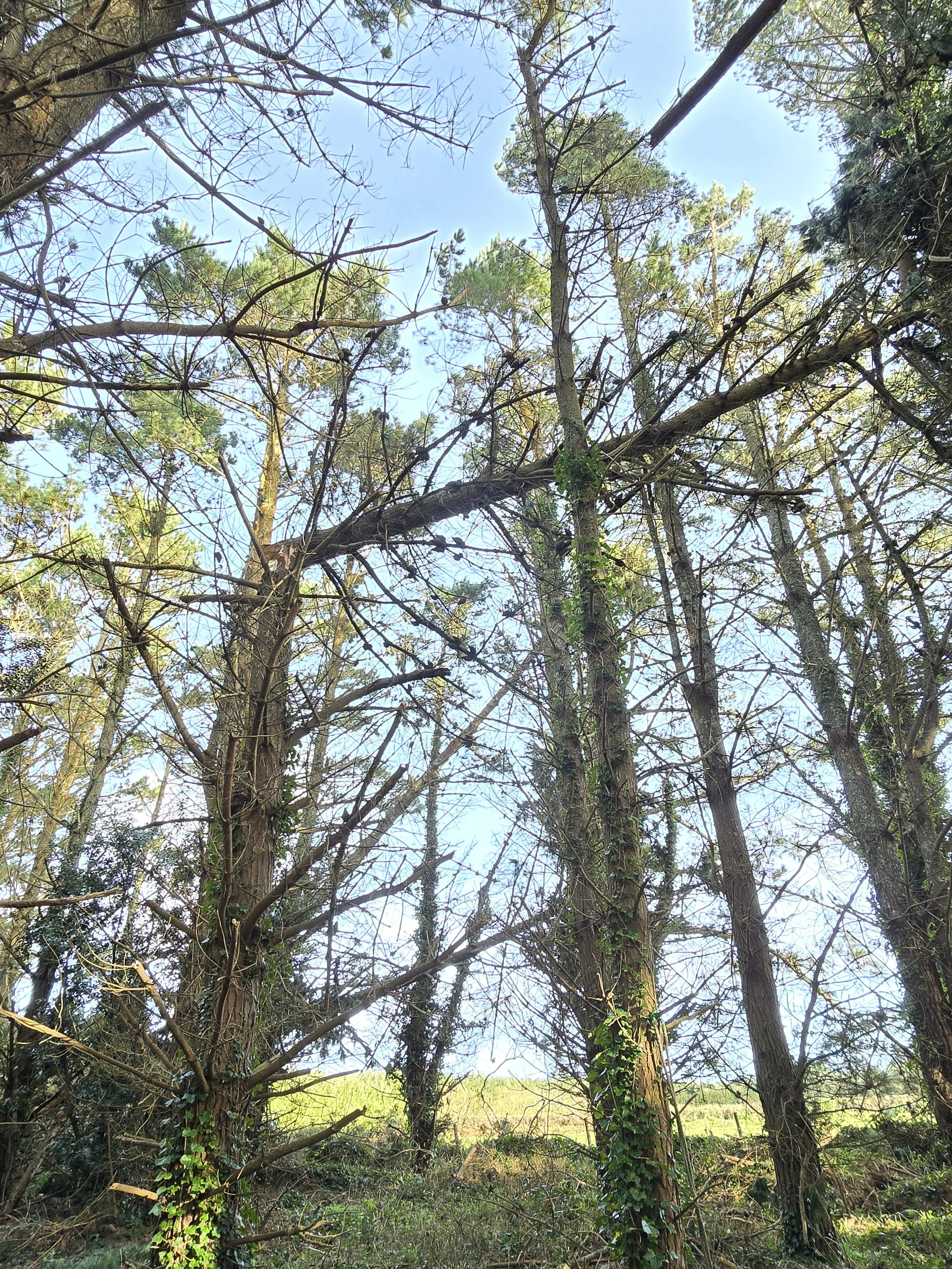 View of a forest with tall trees, some with ivy climbing up the trunks, under a partly cloudy sky.