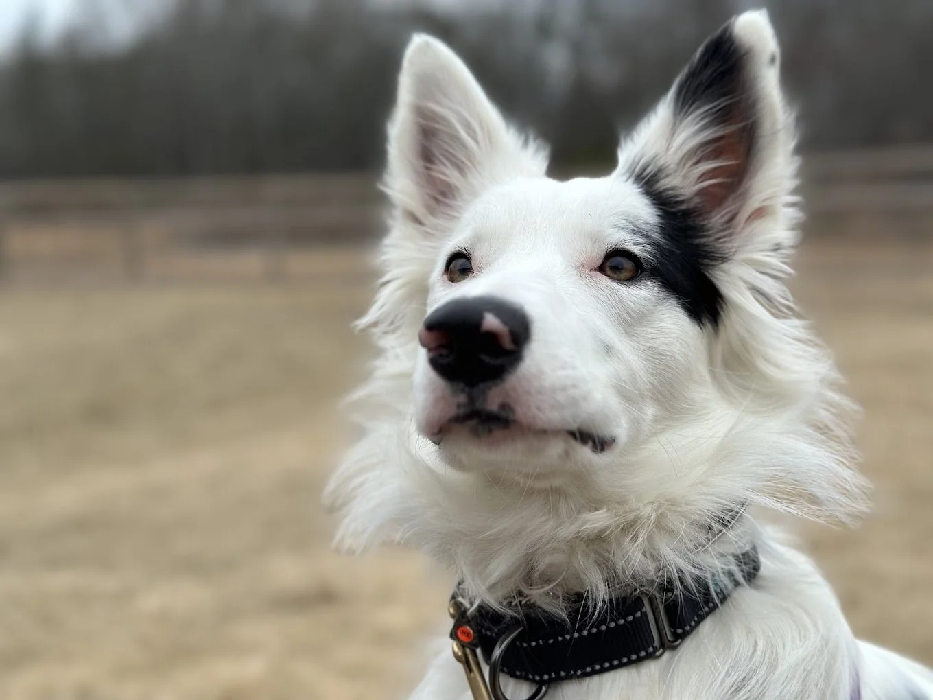 Two Roof Referrals Turned Into a $500 Donation to Canine Pet Rescue