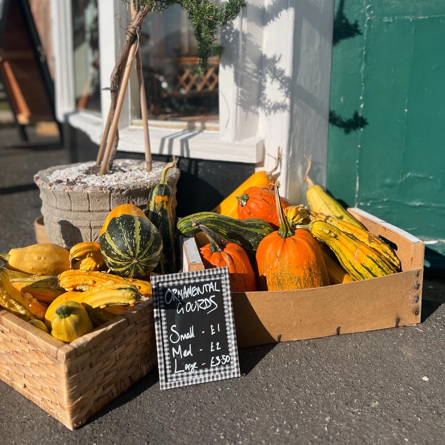 FOR GOURDNESS SAKE come and see our locally grown ornamentals 🎃