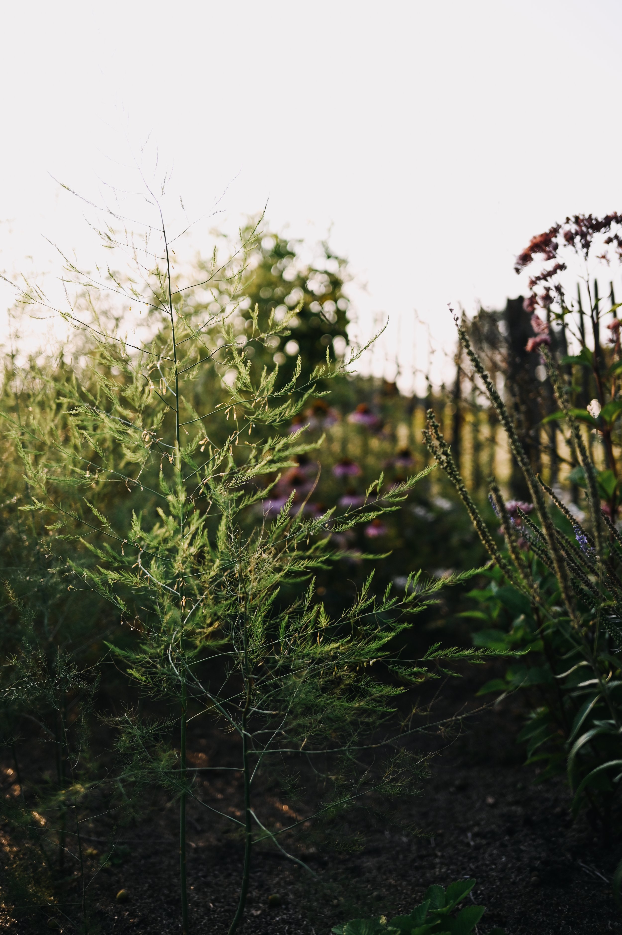 DSC_3820-2.jpg