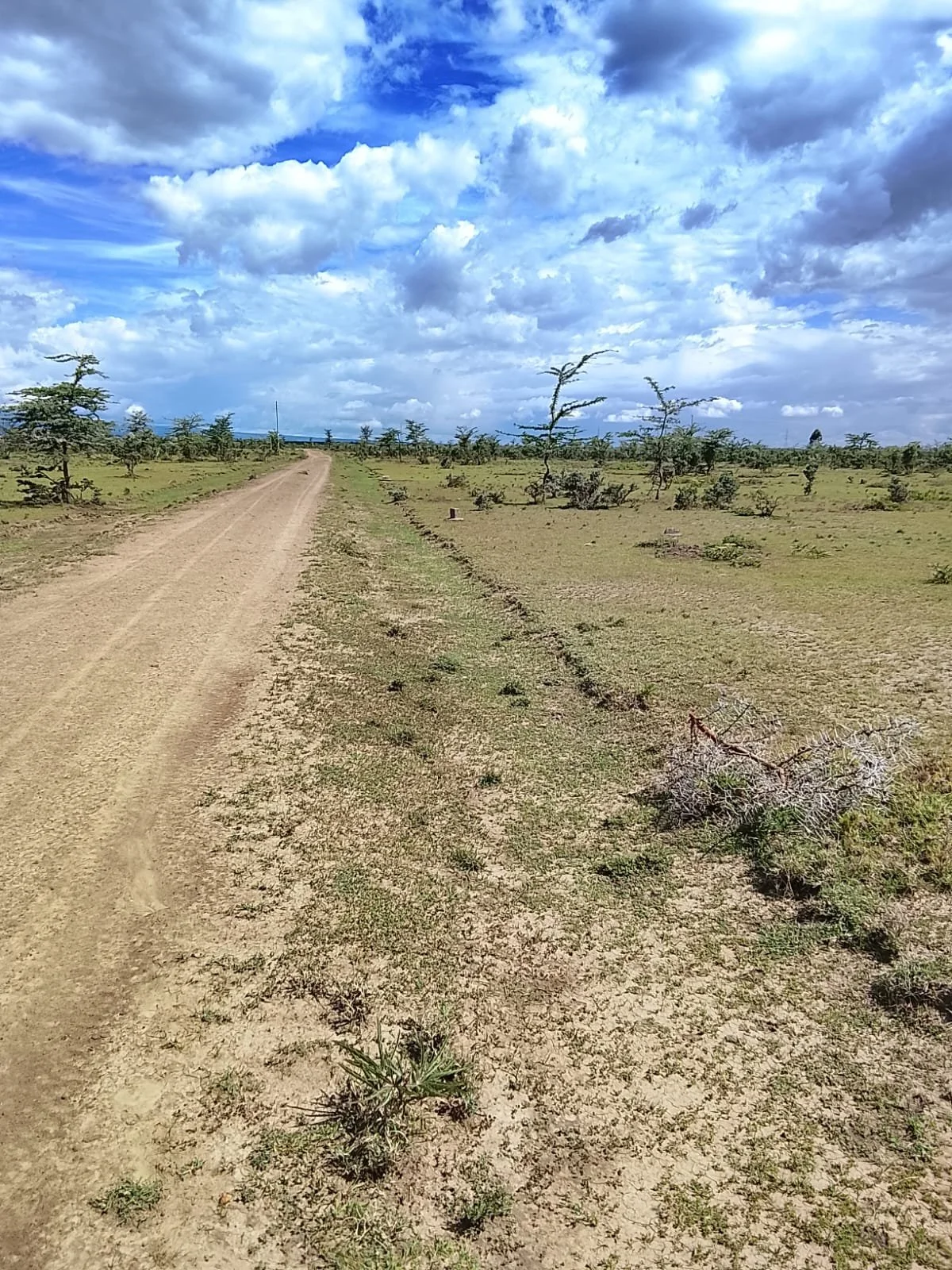 Prime Plots for Sale – Nanyuki (Kimuri Area)