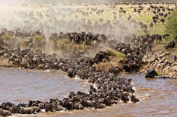 Blog post - The great migration.jpg