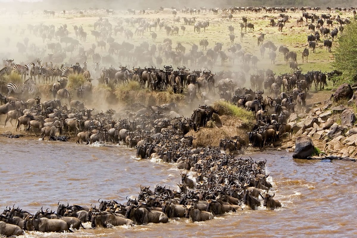 Blog post - The great migration.jpg