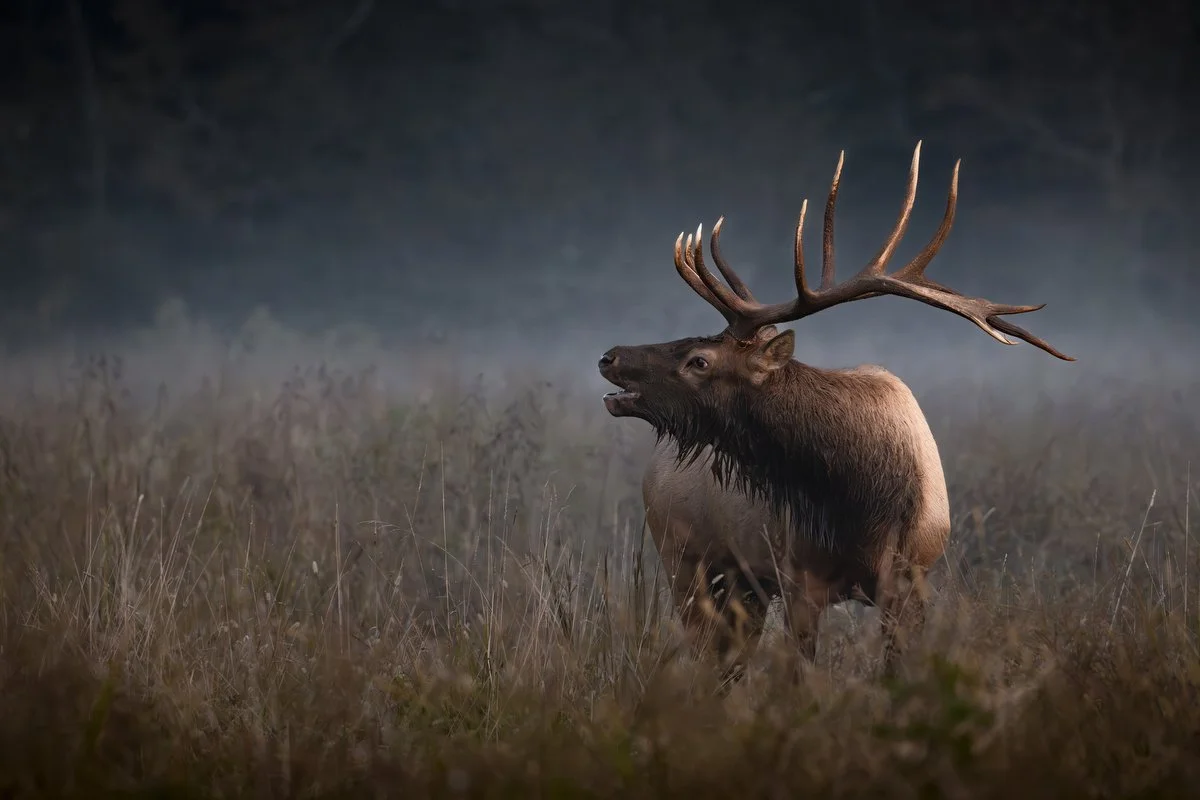  The slight fog made for a majestic background for this image. Though, I wish there was slightly more fog. 
