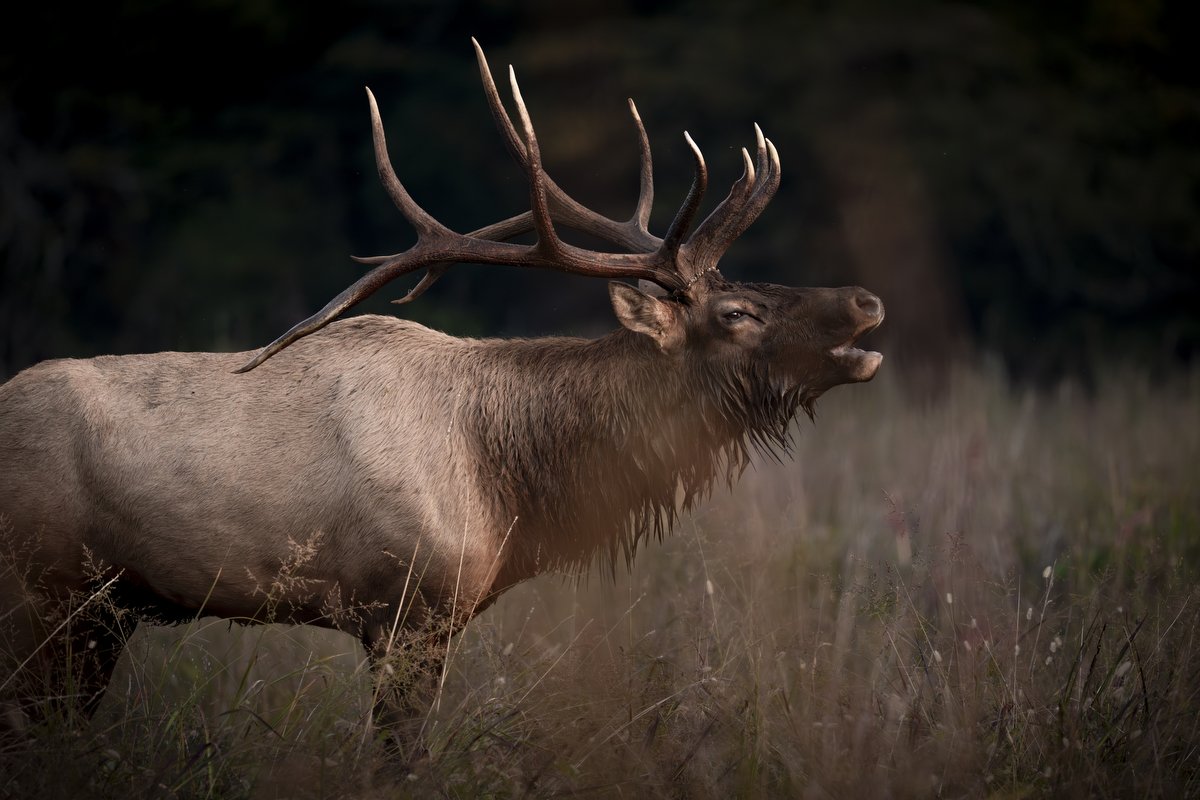 WNC-Elk-Viewing-2025 09.JPG